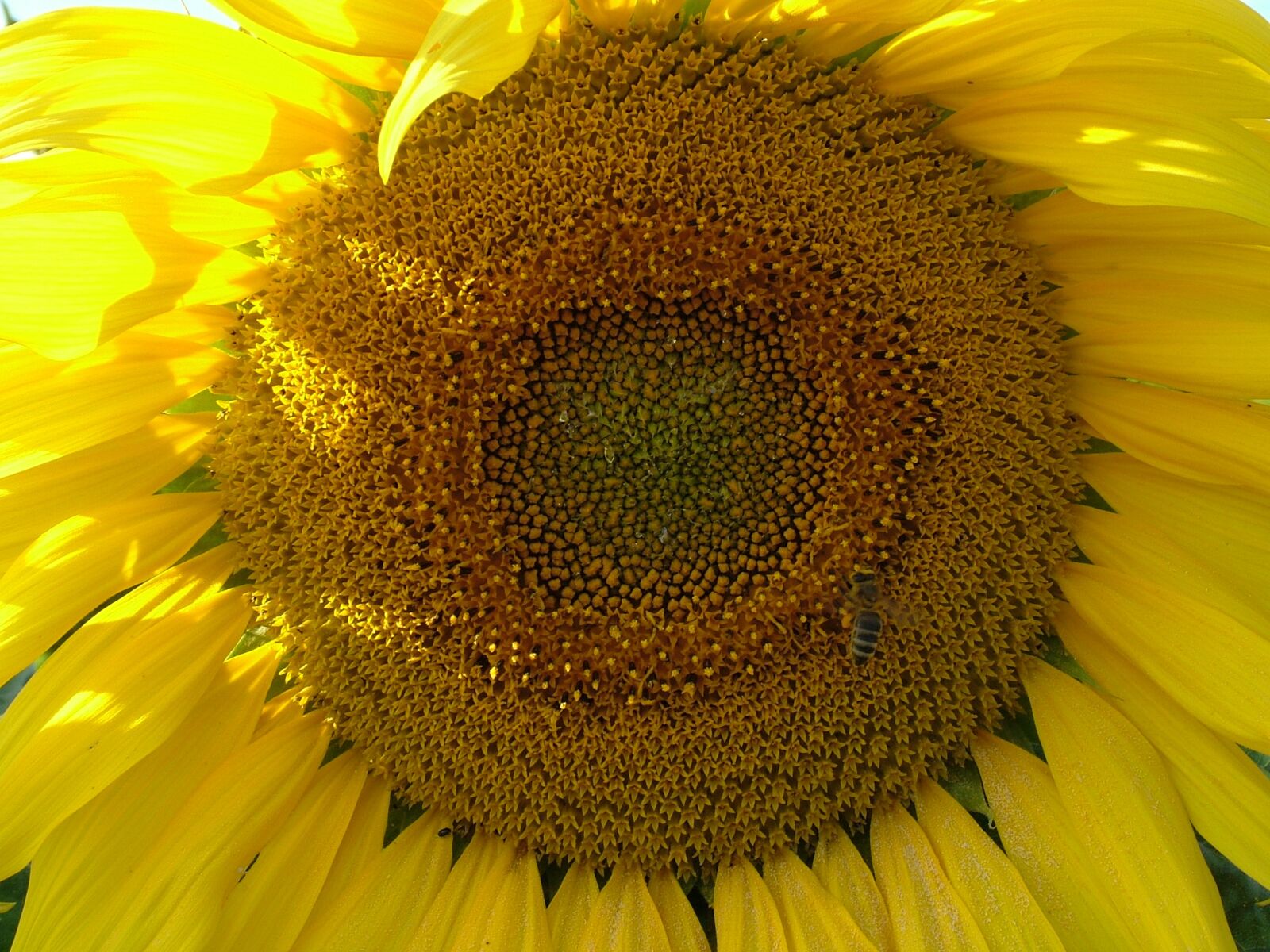 Fujifilm FinePix S7000 sample photo. Sunflower, flower, blossom photography