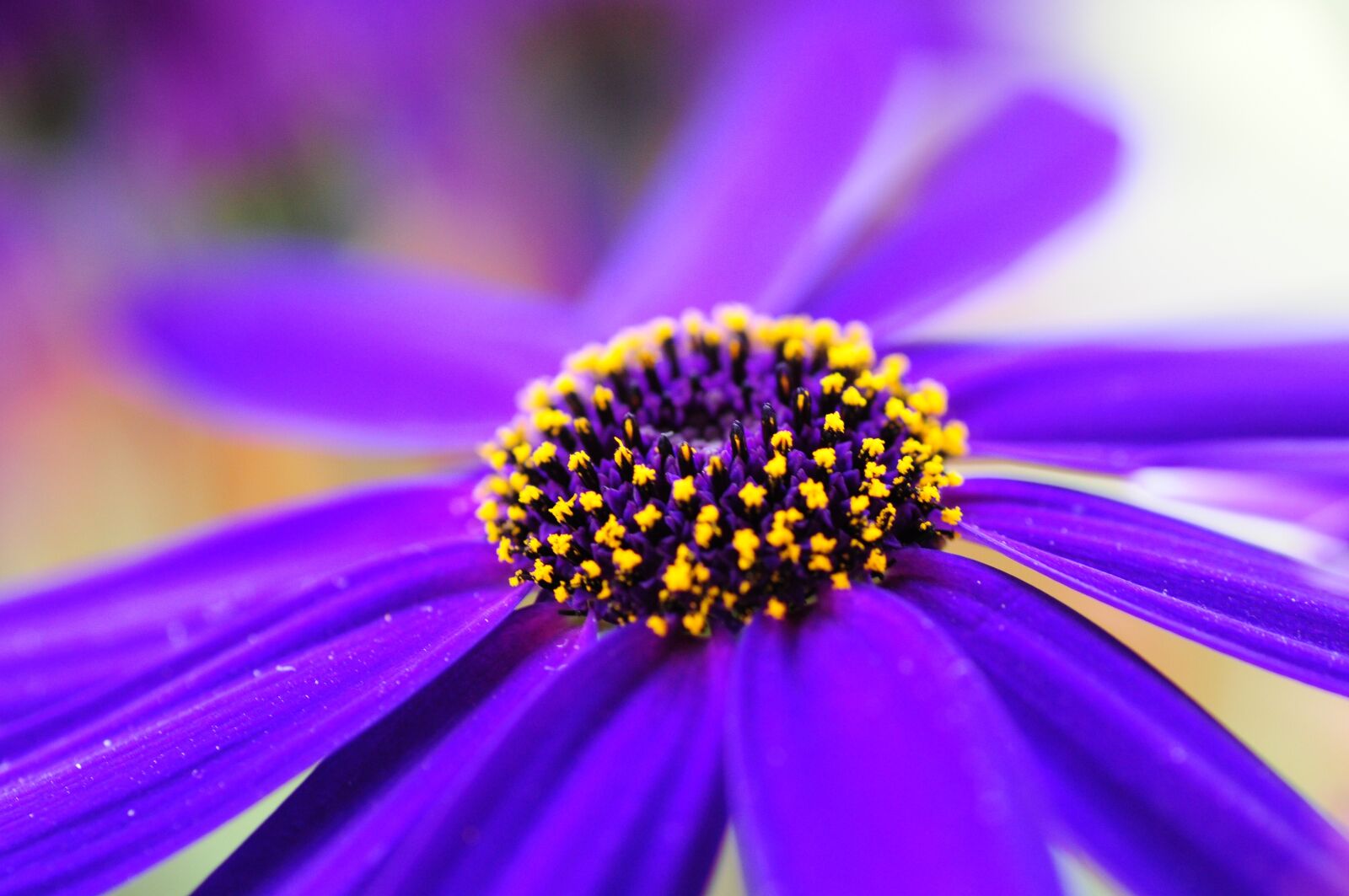 Nikon D300S sample photo. Marguerite, spring, blossom photography