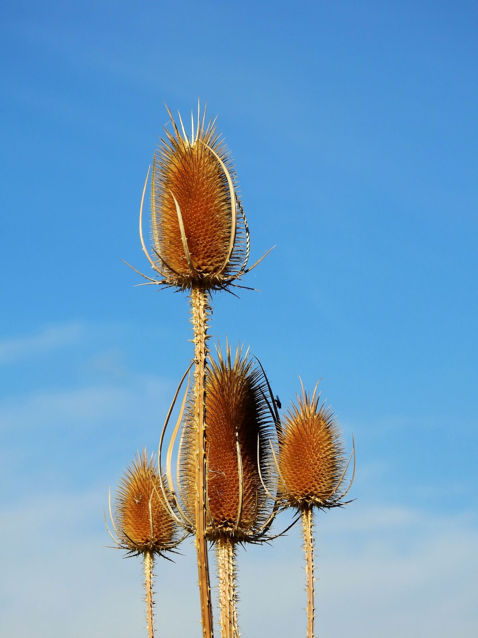Nikon Coolpix P900 sample photo. Thistle, weed, incomplete photography