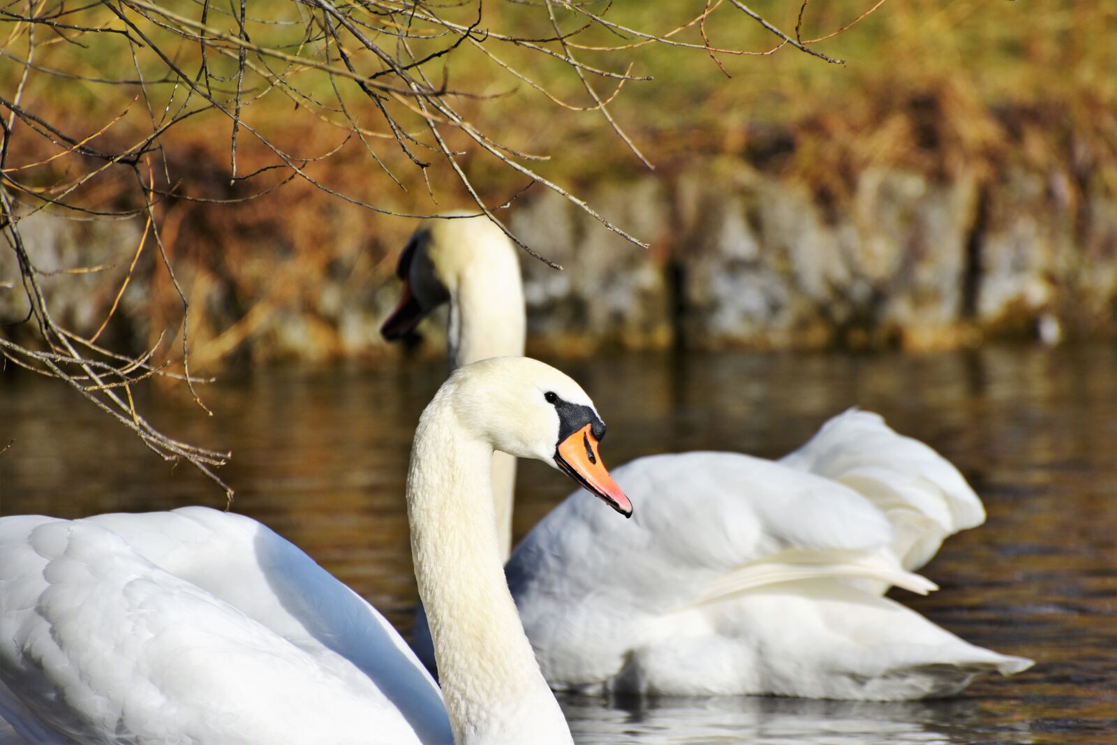 Nikon D7200 sample photo. Swan, water bird, schwimmvogel photography