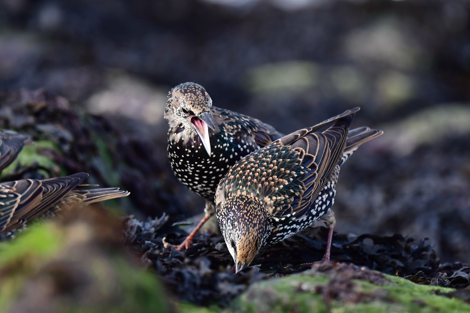 Nikon D500 sample photo. Starlings, birds, animals photography
