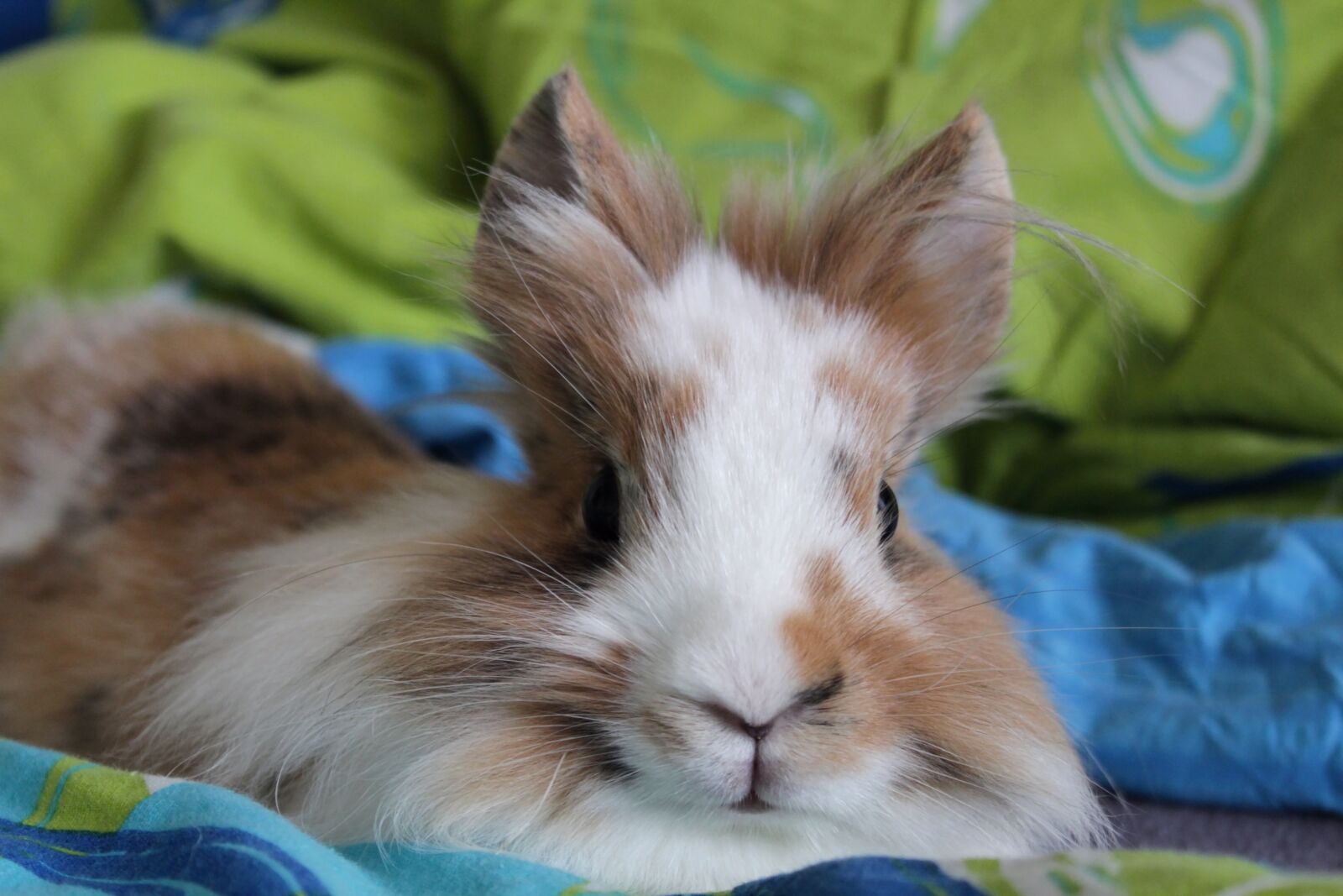 Canon EOS 1300D (EOS Rebel T6 / EOS Kiss X80) sample photo. The lion rabbit, slovakia photography