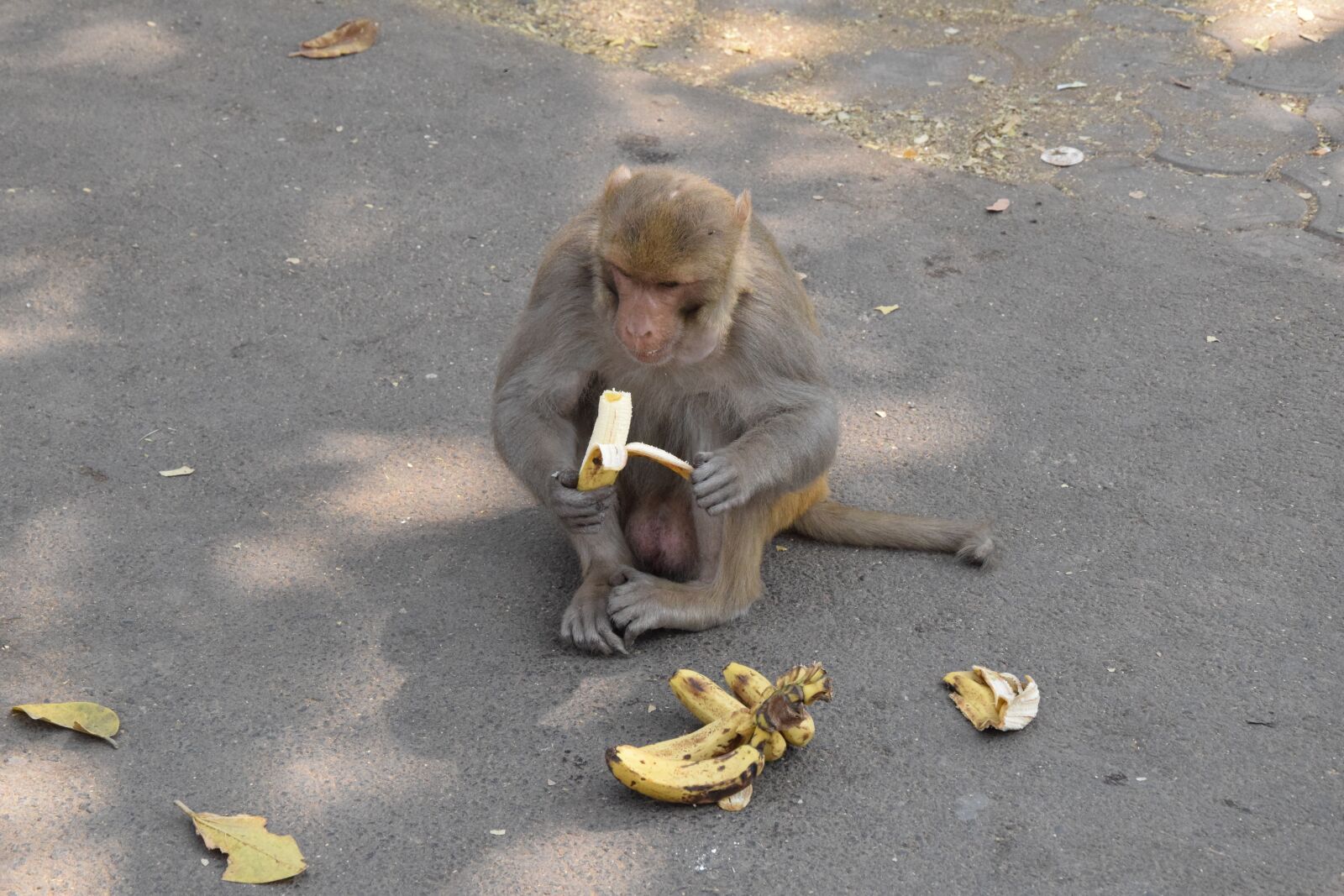 Nikon D3300 sample photo. Monkey, road, concrete photography