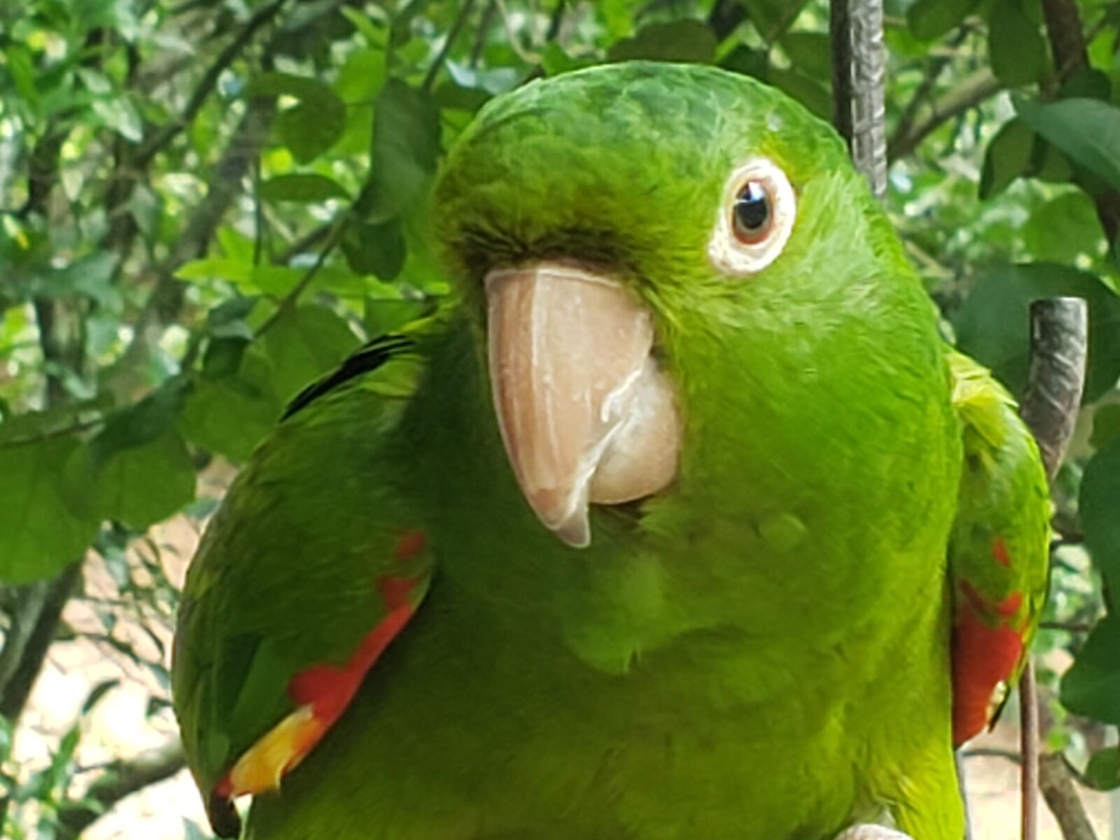 Samsung Galaxy S9 sample photo. Parrot, green parrot, bird photography