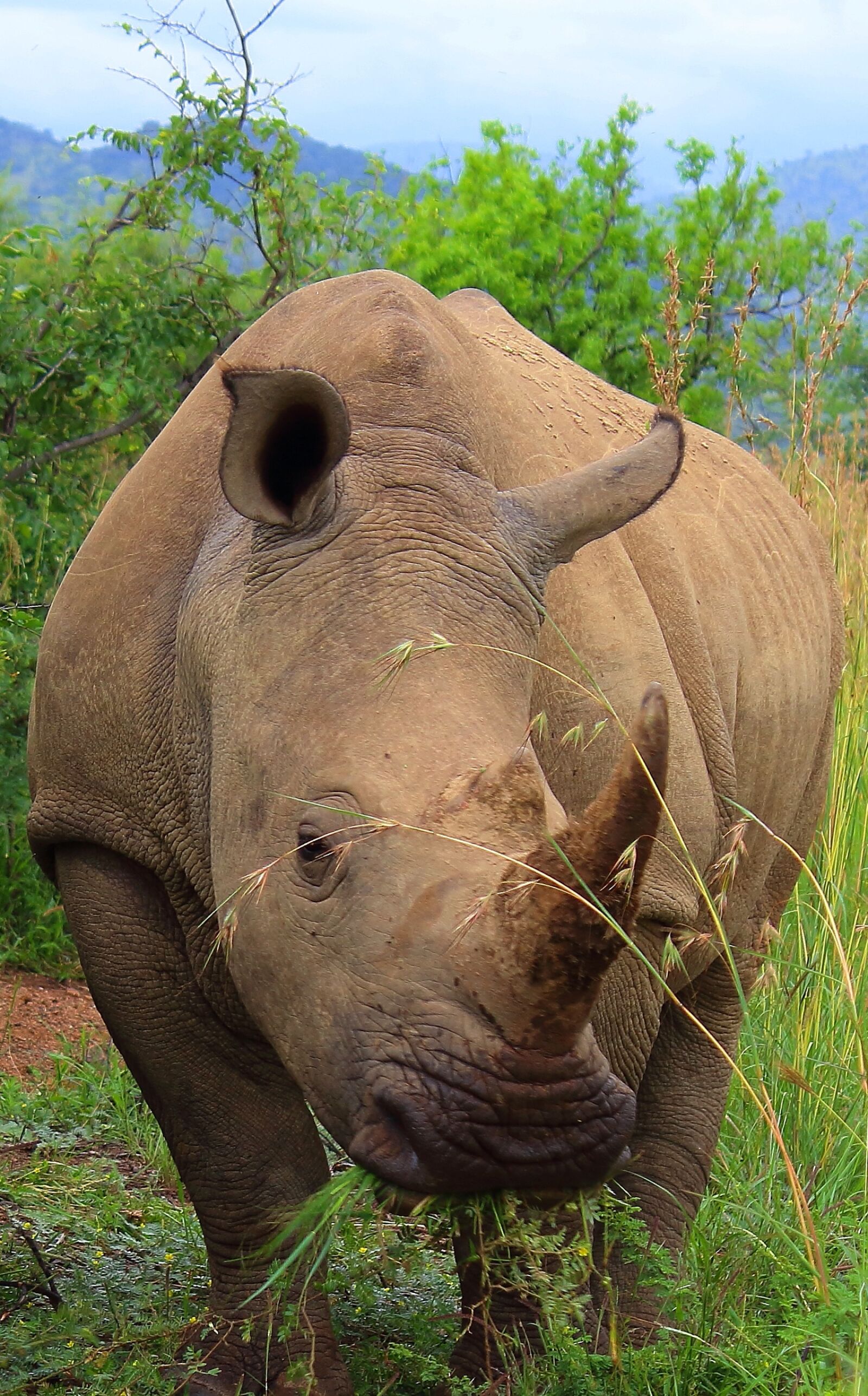 Canon EOS 1300D (EOS Rebel T6 / EOS Kiss X80) sample photo. Rhino, big 5, africa photography