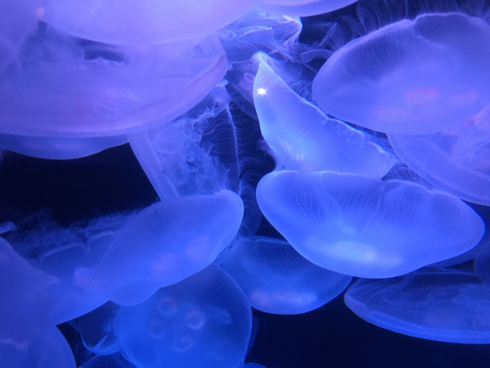 iPhone 6 Plus back camera 4.15mm f/2.2 sample photo. Marine, ocean, jellyfish photography
