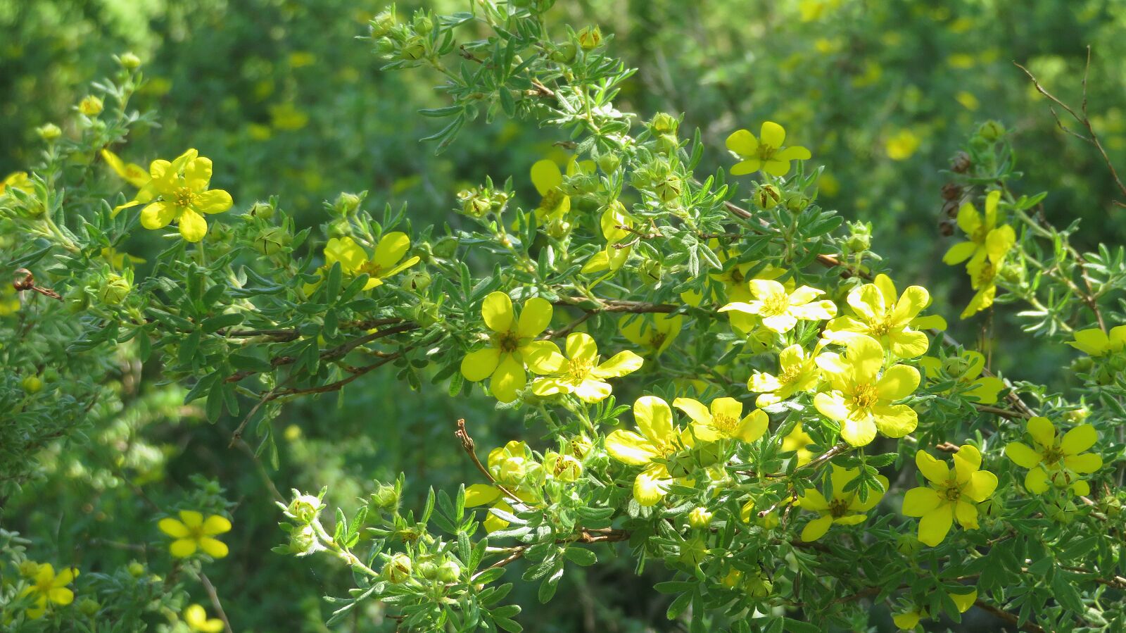 Canon PowerShot SX720 HS sample photo. Flowers, yellow, green nature photography
