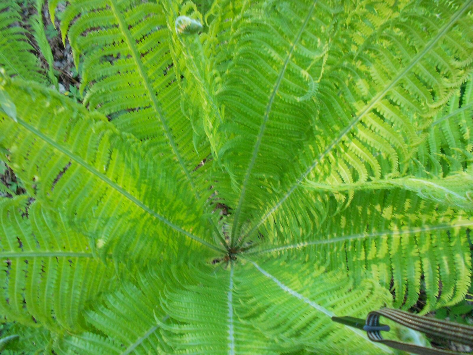 Nikon COOLPIX S4150 sample photo. Forest, fern, leaves photography