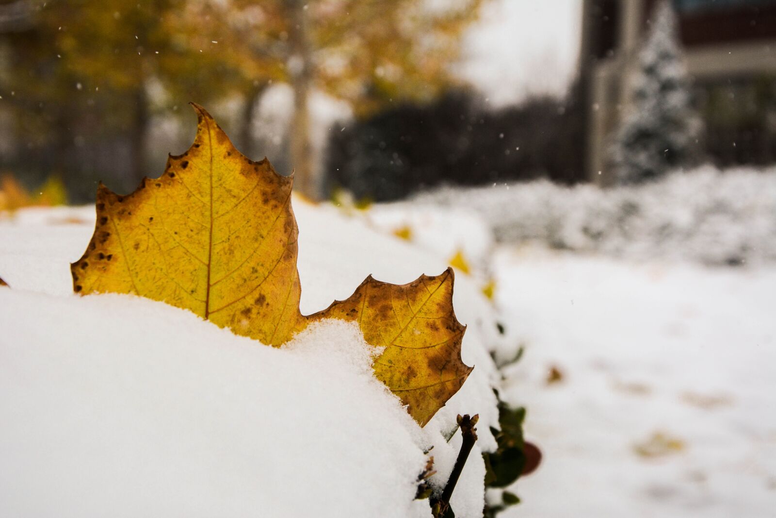 Nikon D7100 sample photo. The leaves, winter, photo photography