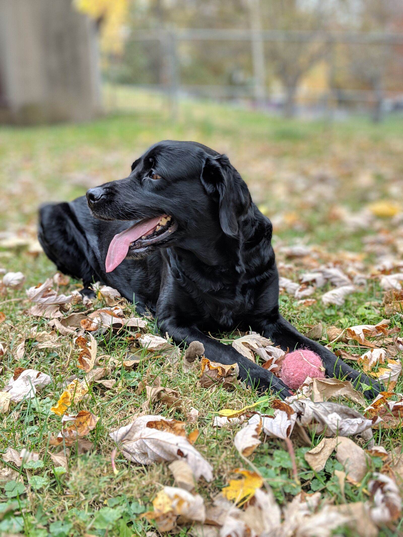 Google Pixel 2 sample photo. Dog, labrador, lab photography