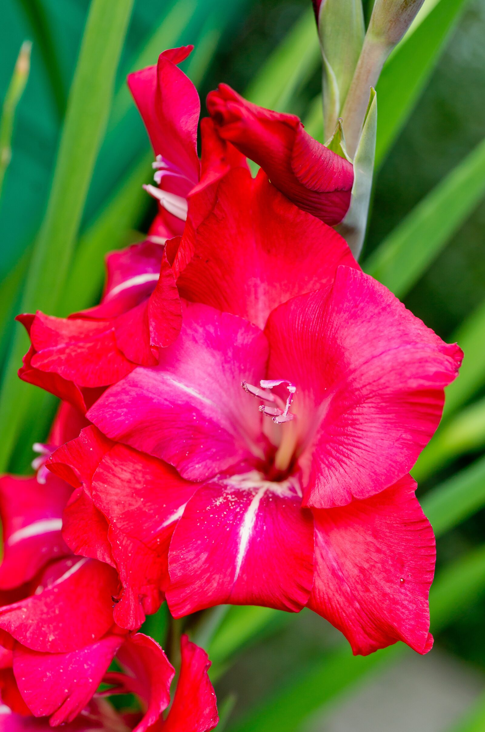 Sony Alpha DSLR-A850 sample photo. Nature, flower, gladiolus photography