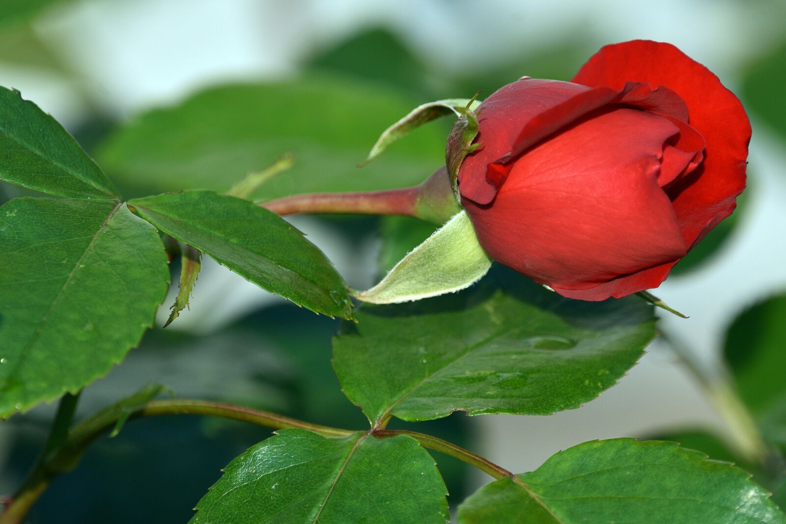 Nikon D3400 sample photo. Rose, roses, flower photography