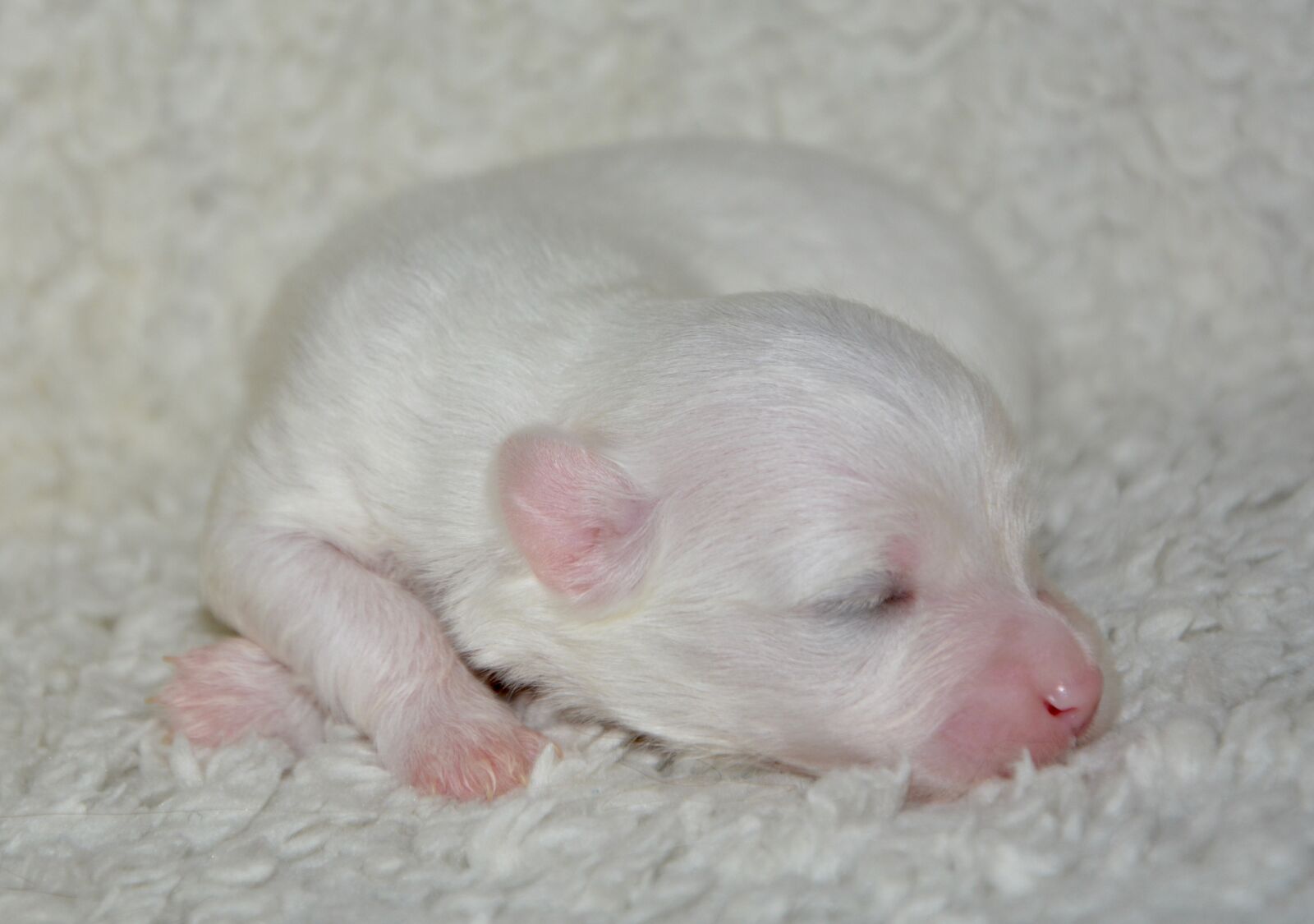 Nikon D5200 sample photo. Puppy, new born, dog photography