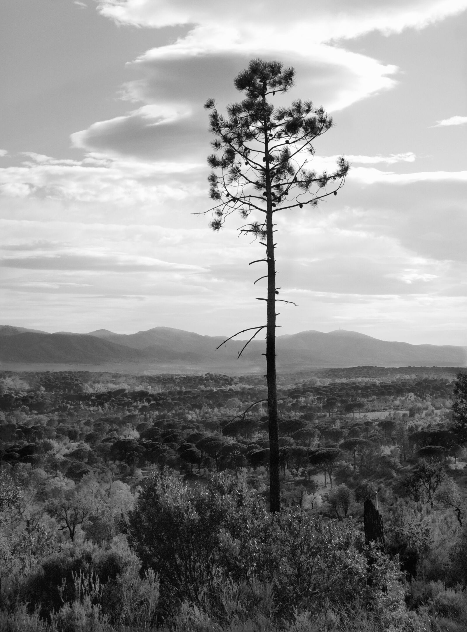 Sony Alpha DSLR-A200 sample photo. Pine, plain, landscape photography