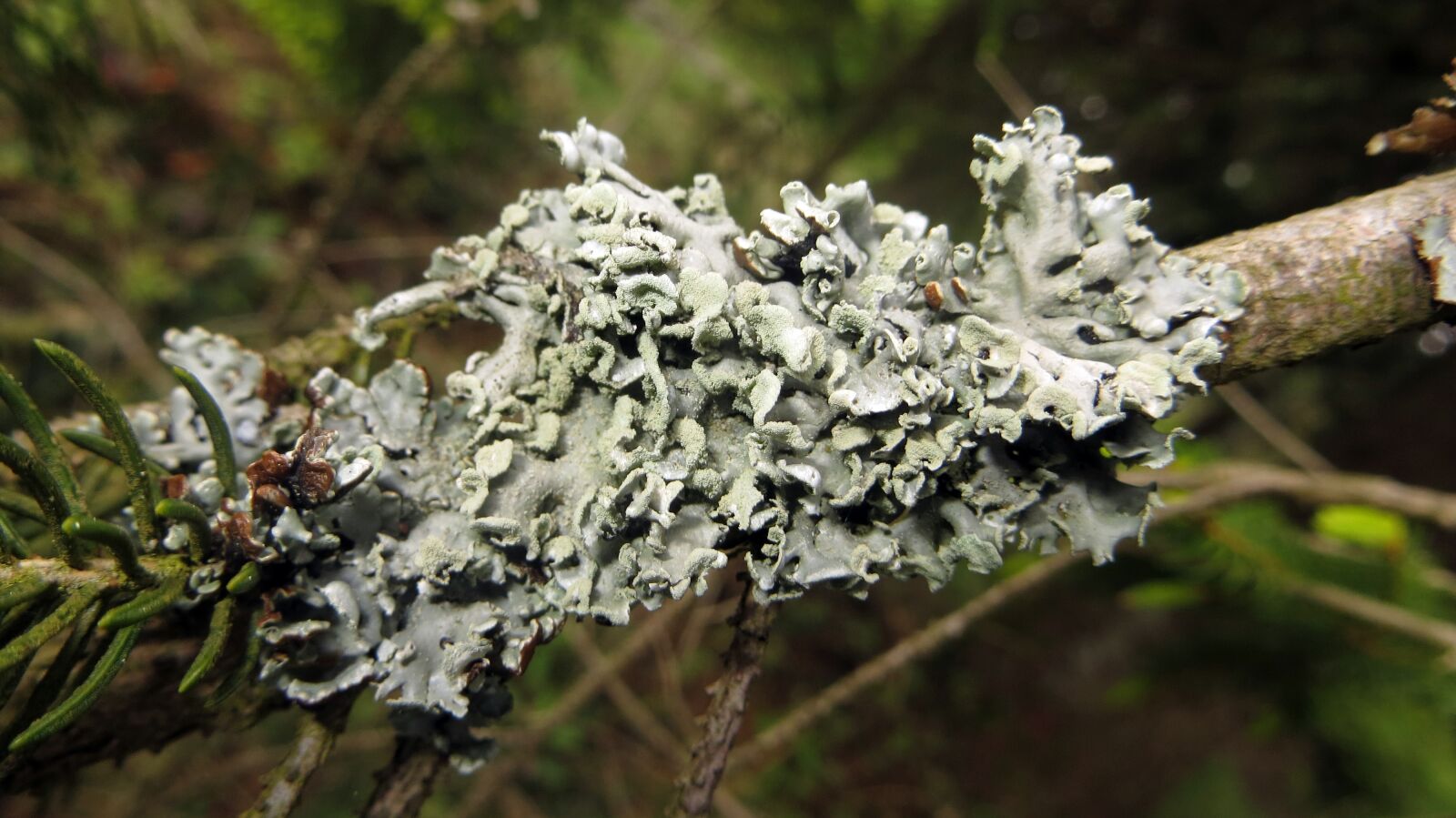 Canon PowerShot SX240 HS sample photo. Lichen, branch, conifer photography