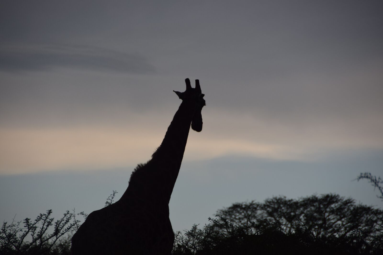 Nikon D5300 sample photo. Giraffe, shadow, silhouette photography