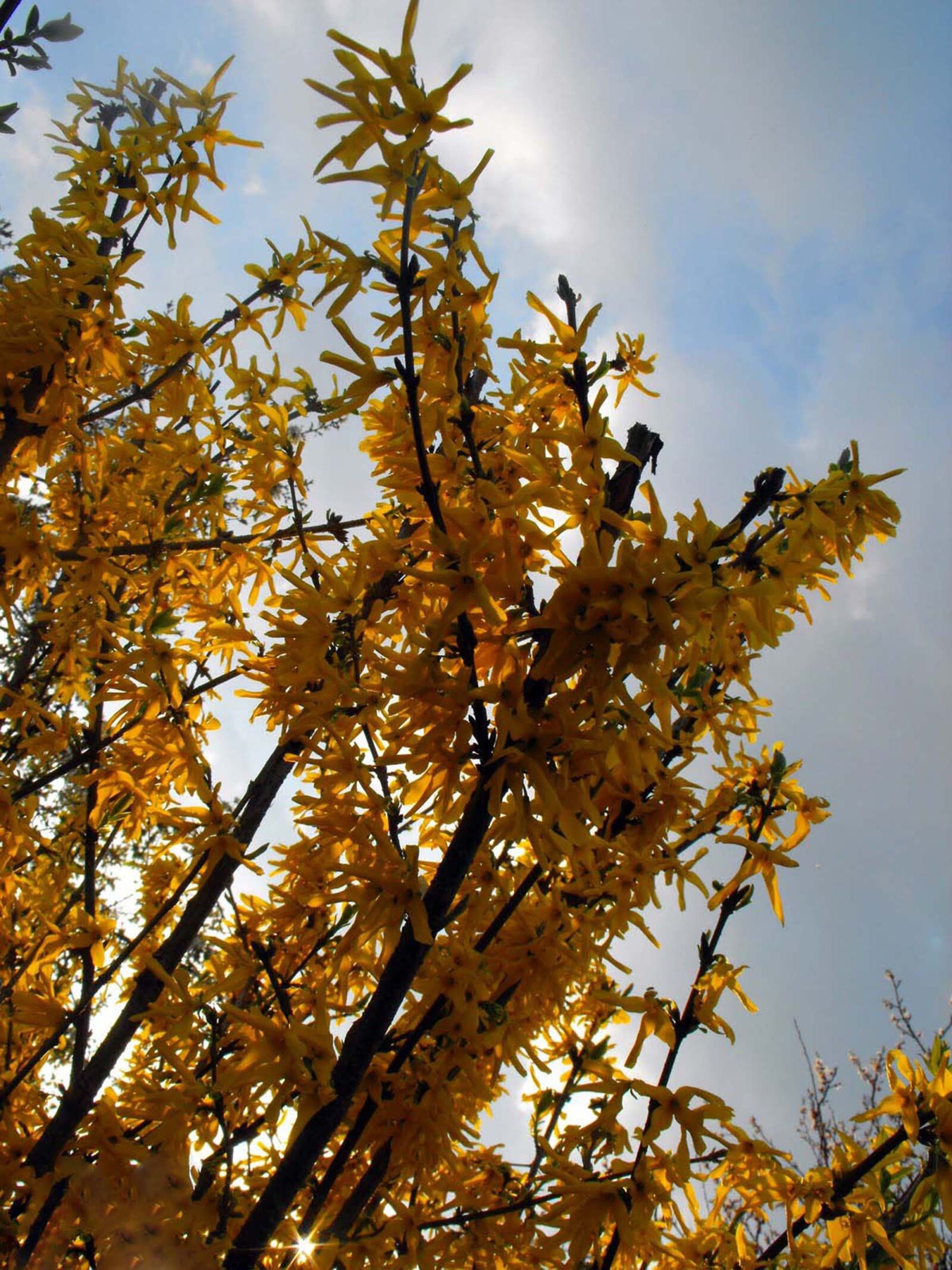 Fujifilm FinePix S1000fd sample photo. Golden shower, branches, plant photography