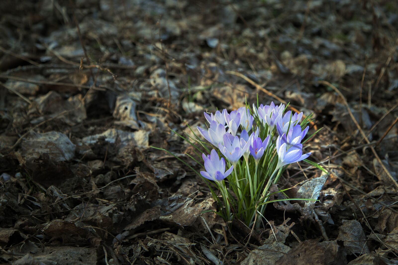 Canon EOS 5D Mark II sample photo. Spring, plant, flowers photography