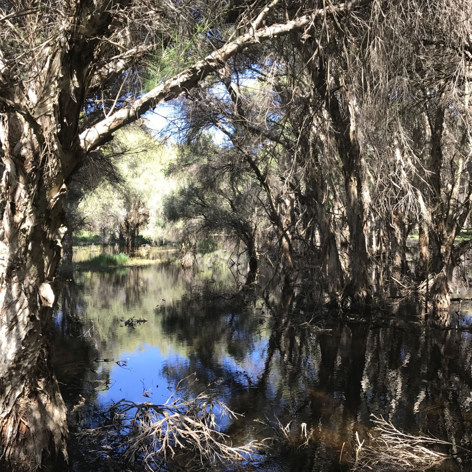 Apple iPhone 7 Plus sample photo. Trees, river, water photography