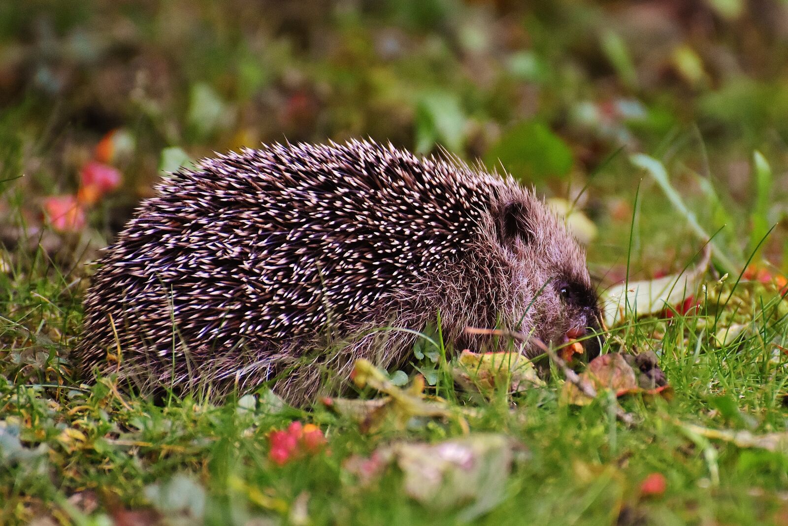 Nikon D7200 sample photo. Hedgehog child, young hedgehog photography