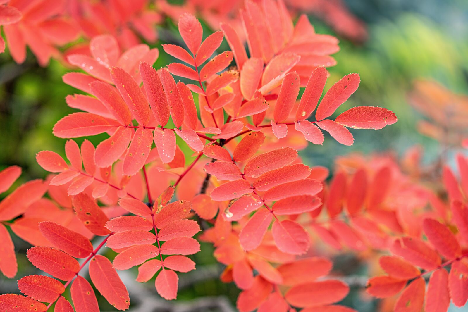 Sony a7R IV sample photo. Plant, autumnal leaves, the photography