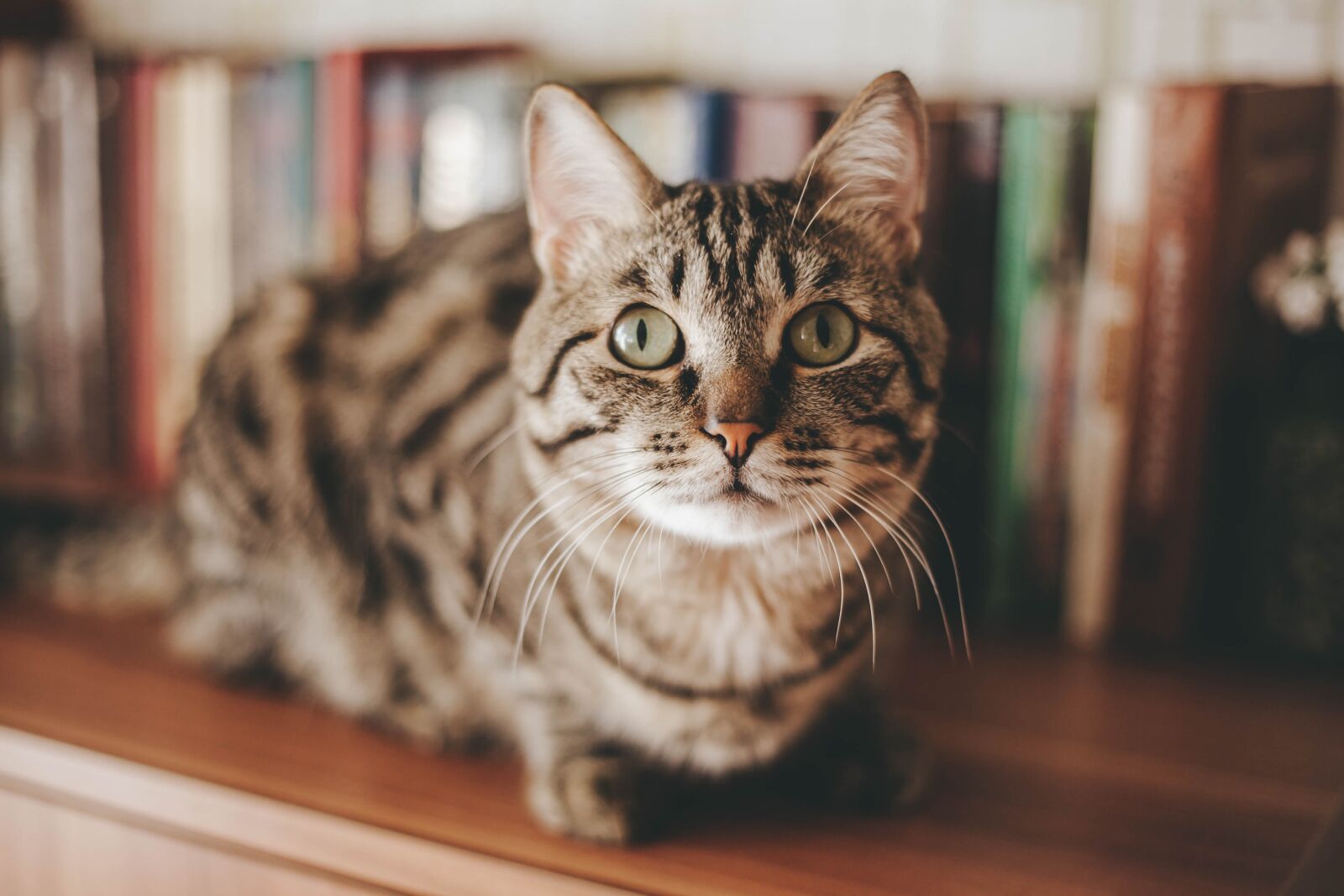 Canon EOS 5D Mark II sample photo. Cat, animal, kitten photography