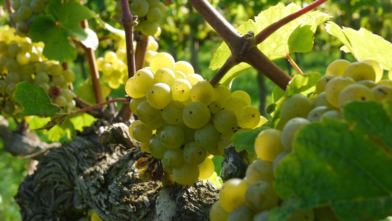 Panasonic Lumix DMC-G6 sample photo. Grapes, wine grapes, riesling photography