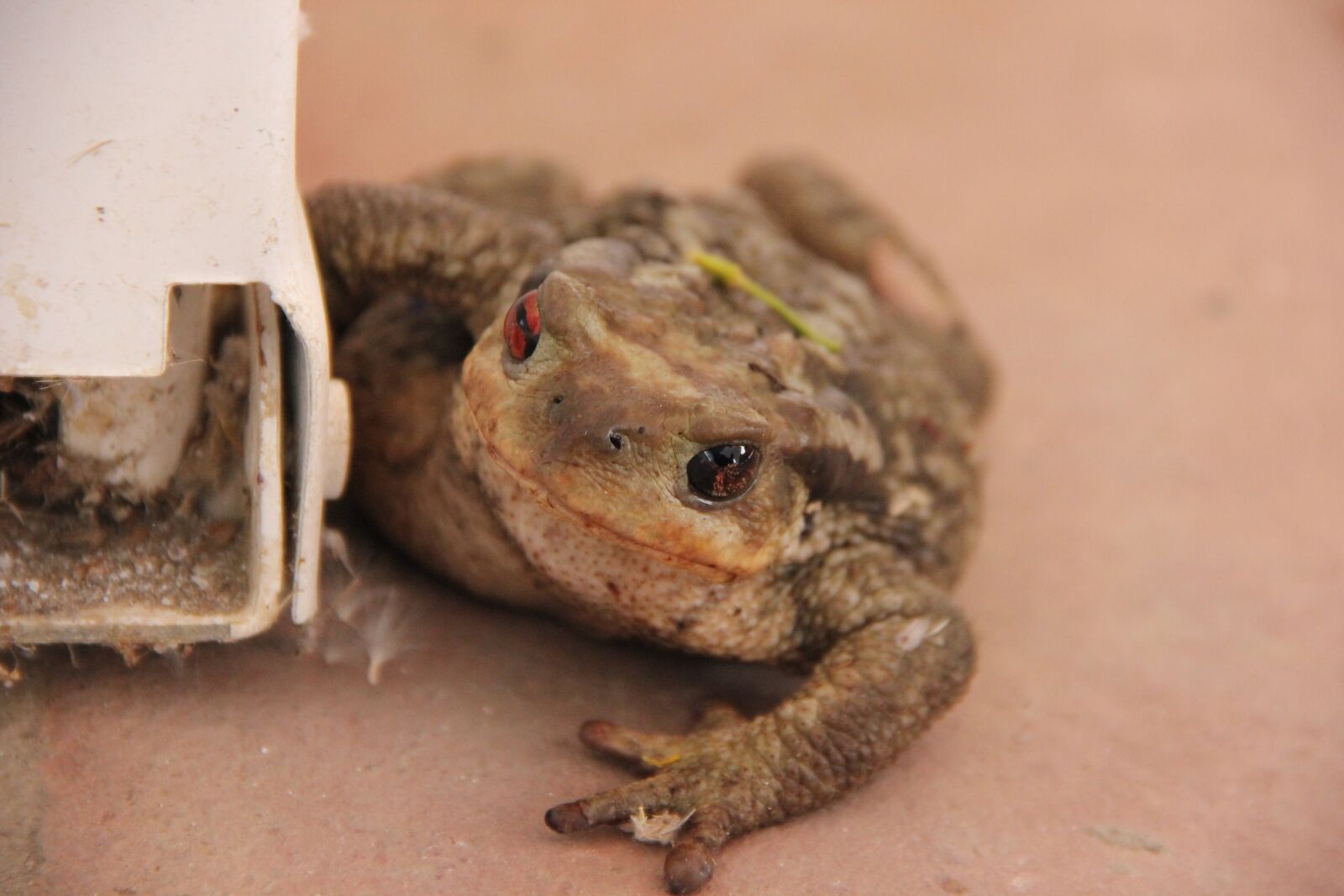 Canon EOS 550D (EOS Rebel T2i / EOS Kiss X4) sample photo. Toad, amphibians, frog photography