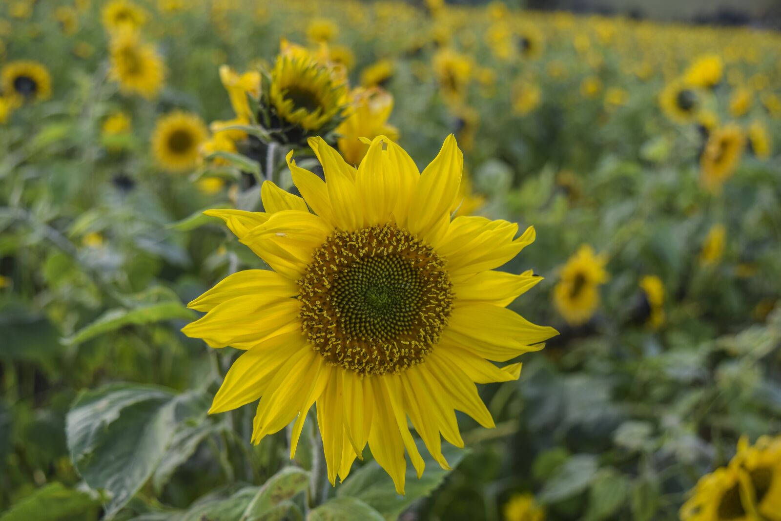 Nikon D3300 sample photo. Sunflower, flower, summer photography