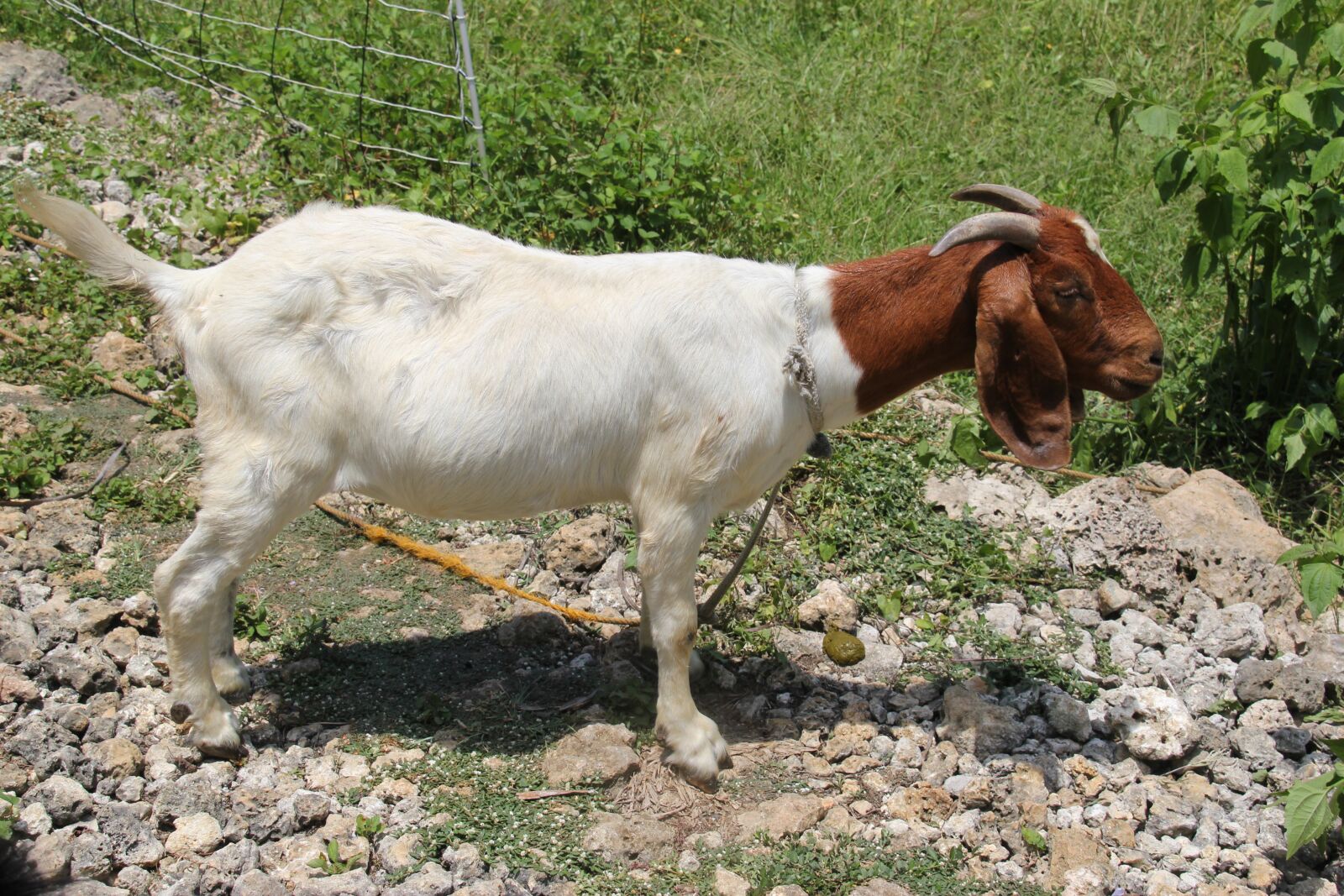 Canon EOS 550D (EOS Rebel T2i / EOS Kiss X4) sample photo. Boer, goat, doe photography