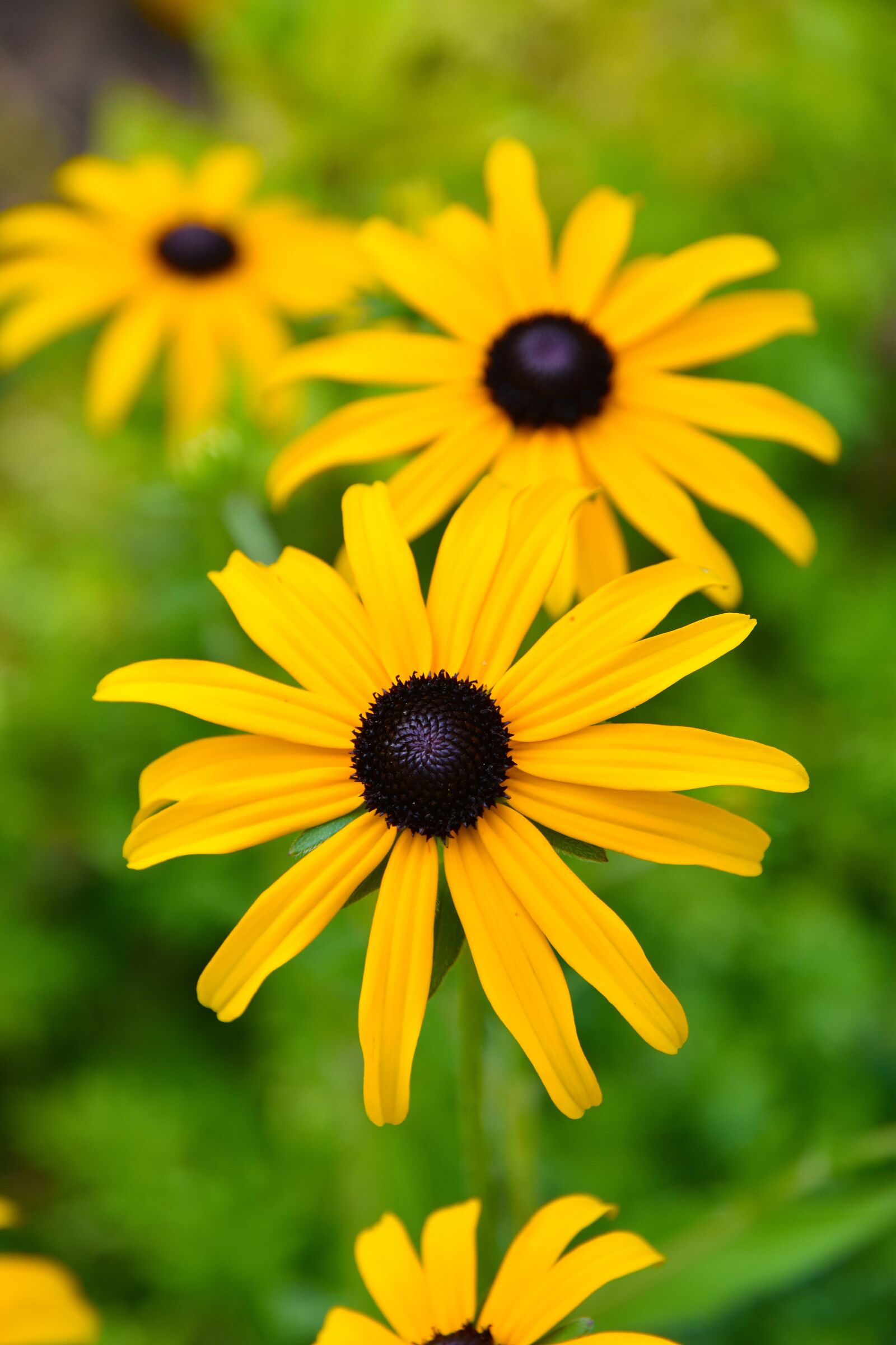 Nikon D5600 sample photo. Flower, marguerite, petals photography