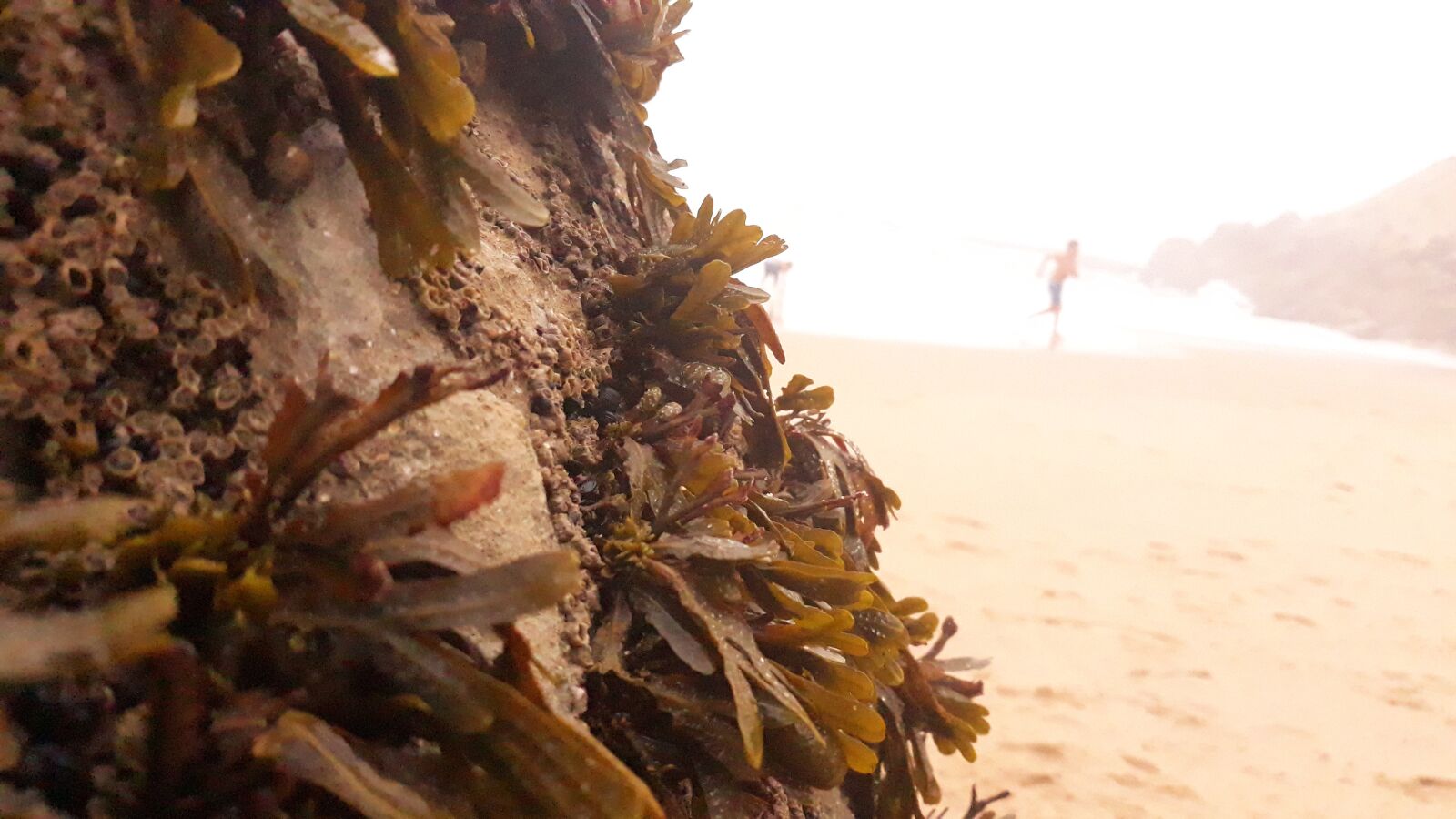 Samsung Galaxy J5 Pro sample photo. Shellfish, seaweed, ocean photography