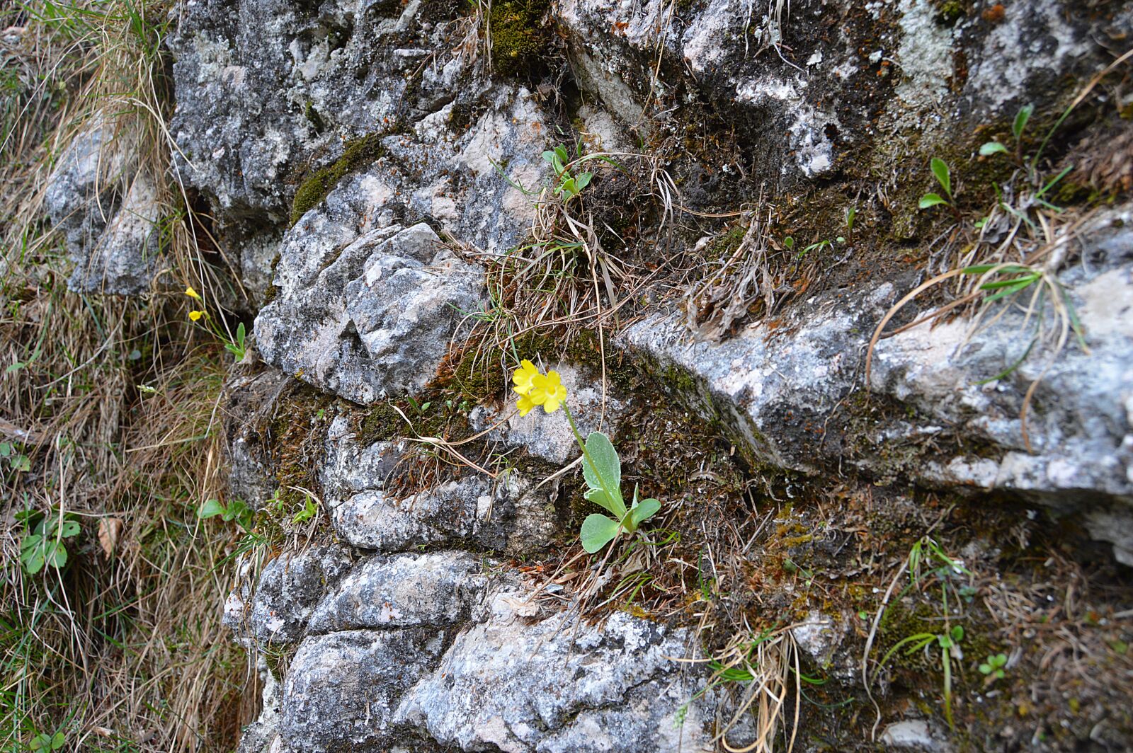 Nikon D3200 sample photo. Rock, mountain, forest photography