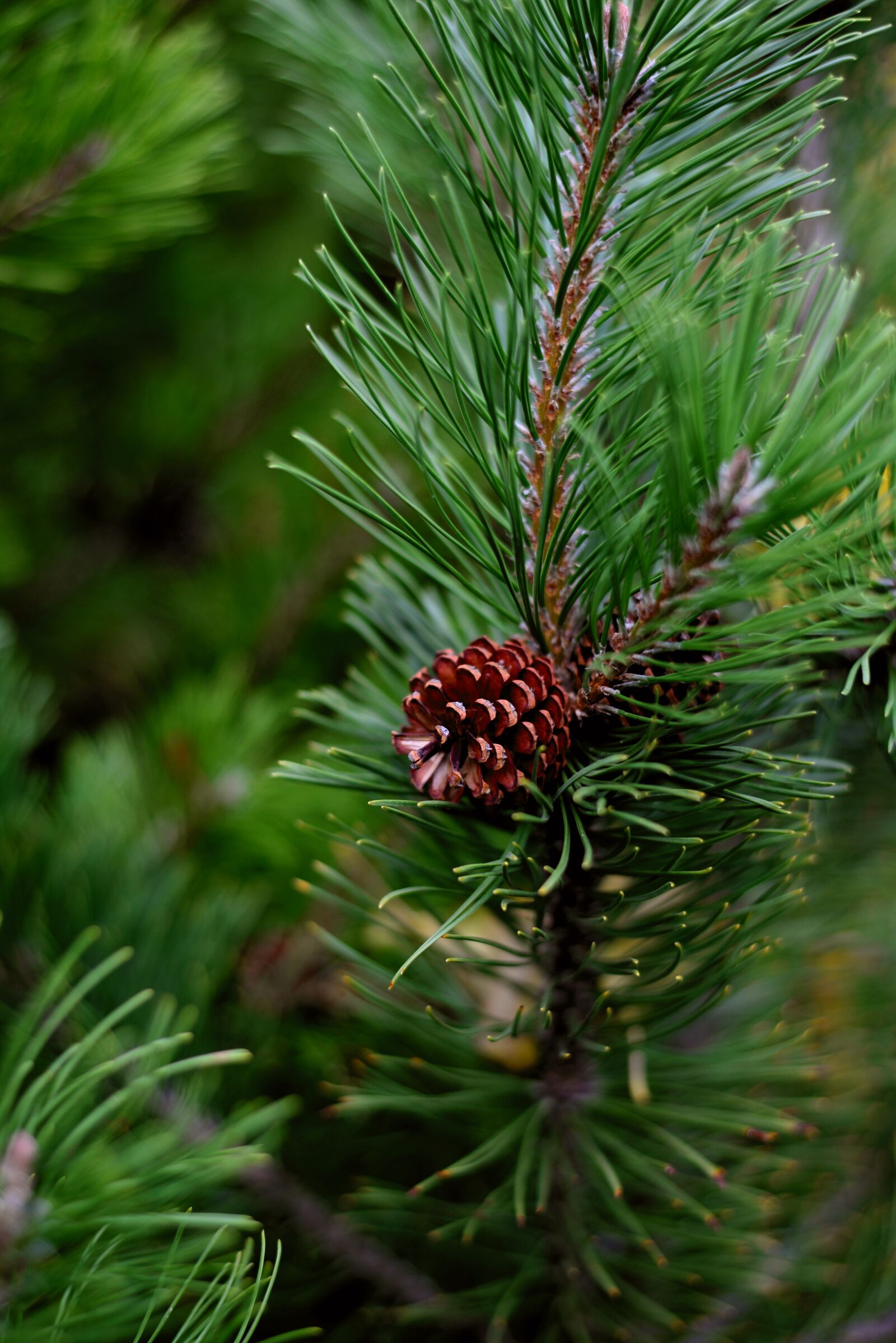 Nikon D610 sample photo. Pine, siberian dwarf pine photography
