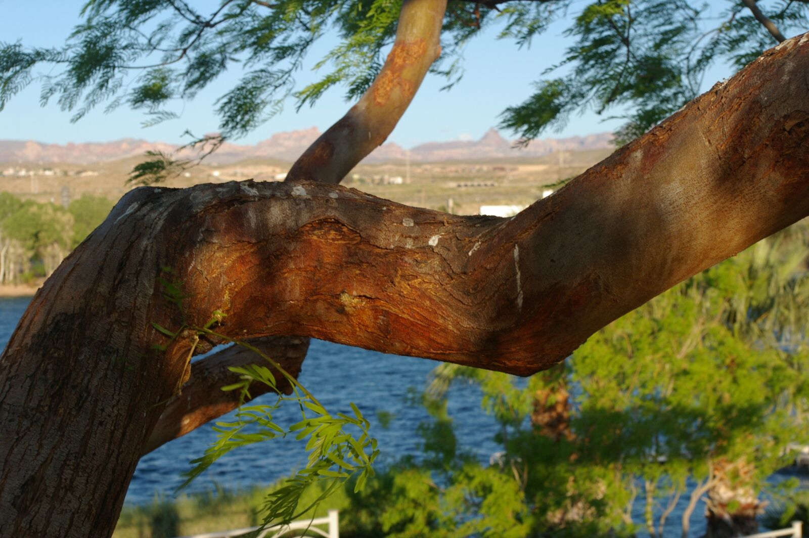 Pentax K100D Super sample photo. Colorado river, nevada, tree photography