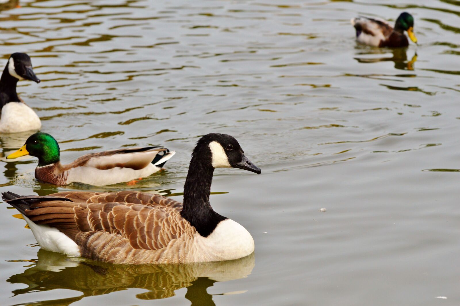 Nikon D3200 sample photo. Wild goose, goose, bird photography