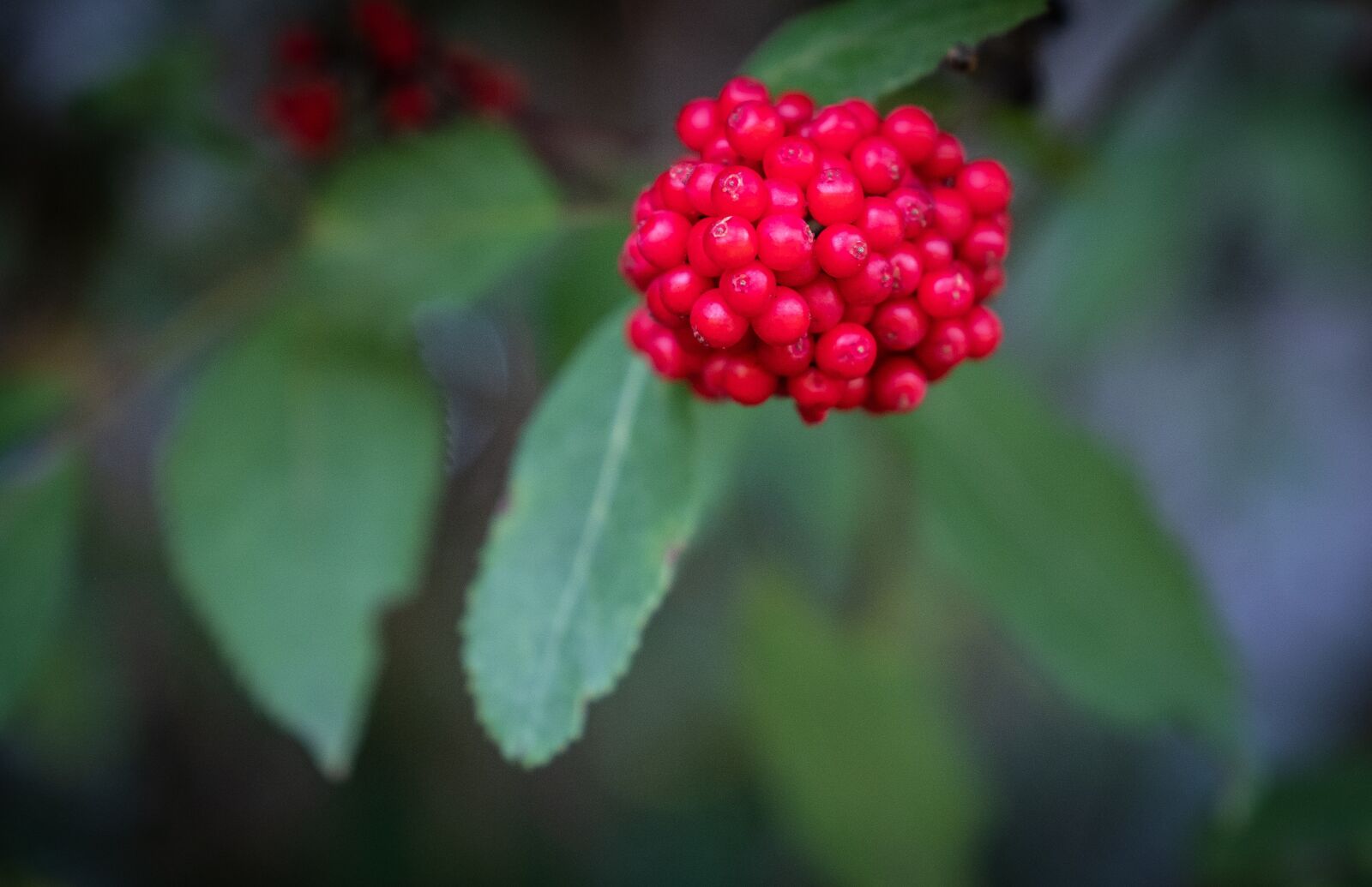 Fujifilm X-T2 sample photo. Berries, fruits, bud photography