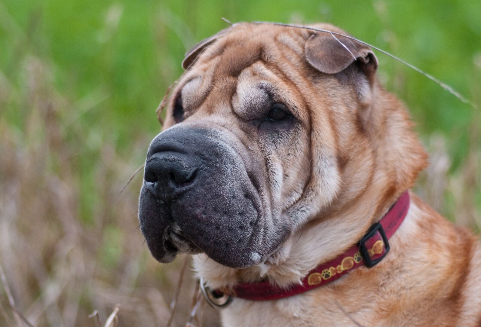 Nikon D300 sample photo. Dog, sharpei, head photography