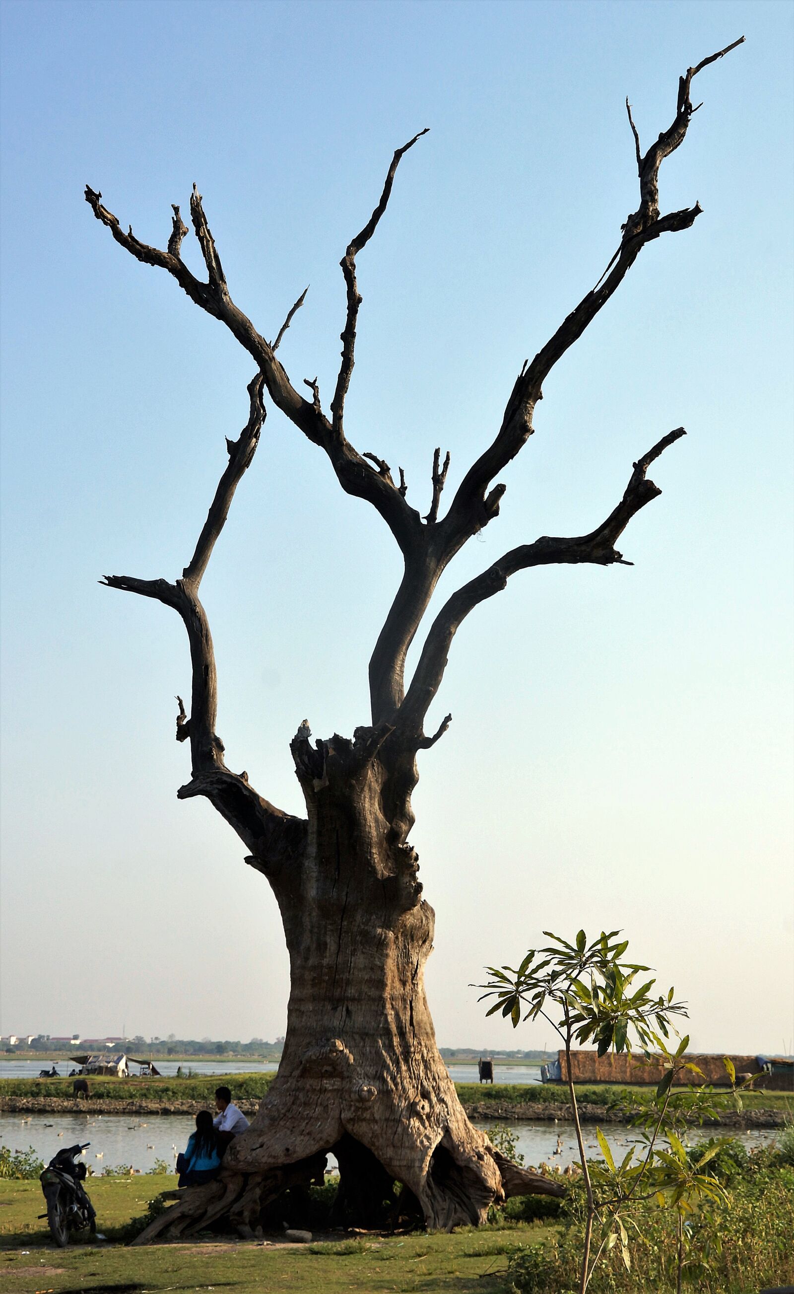 Sony Alpha NEX-7 sample photo. Tree, decaying, ubein photography