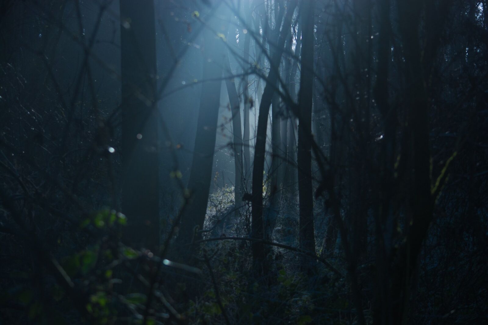 Nikon D5200 sample photo. Dark, moody, scary photography