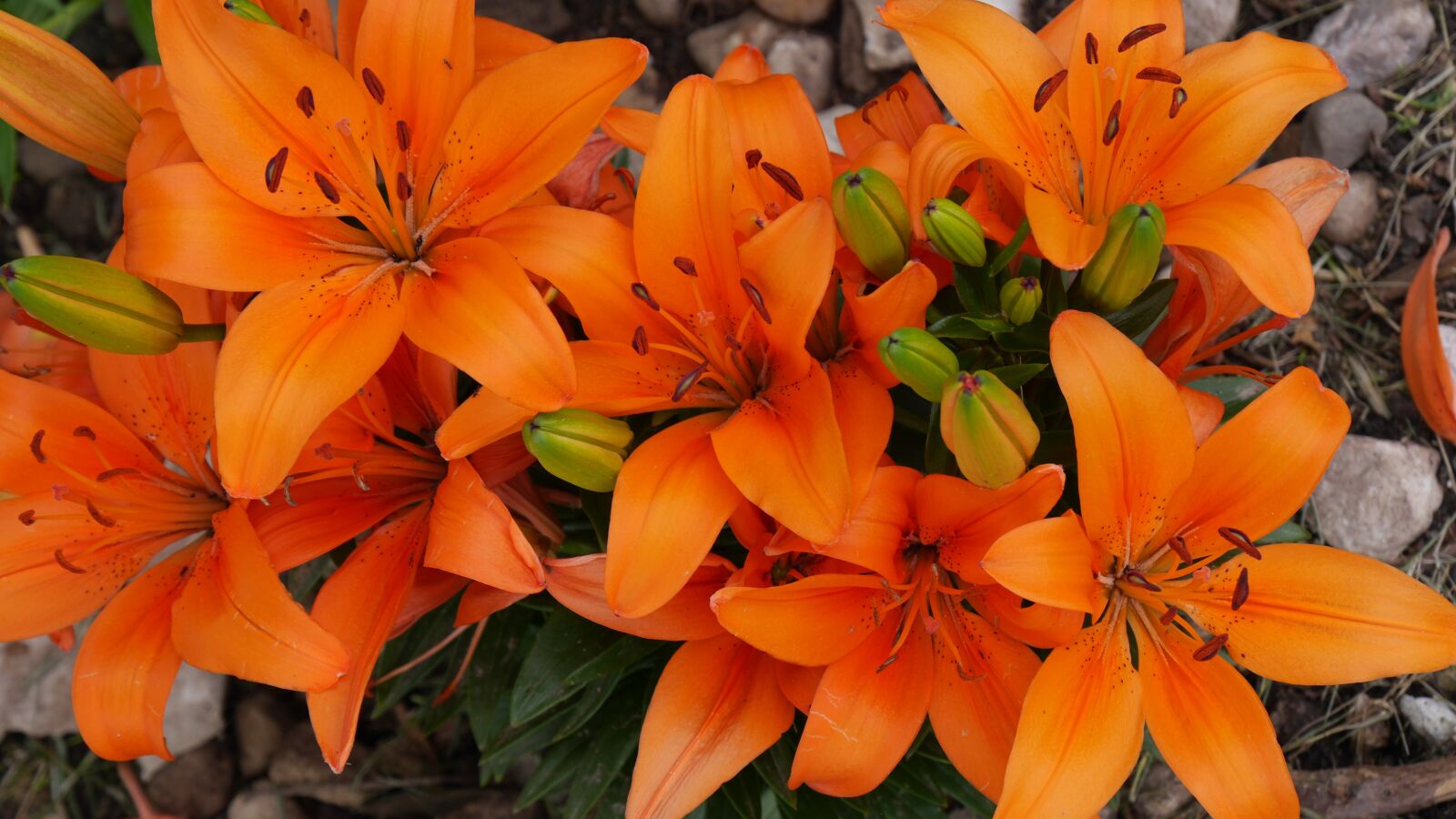 Panasonic Lumix DMC-GH3 sample photo. Lillies, flowers, orange photography