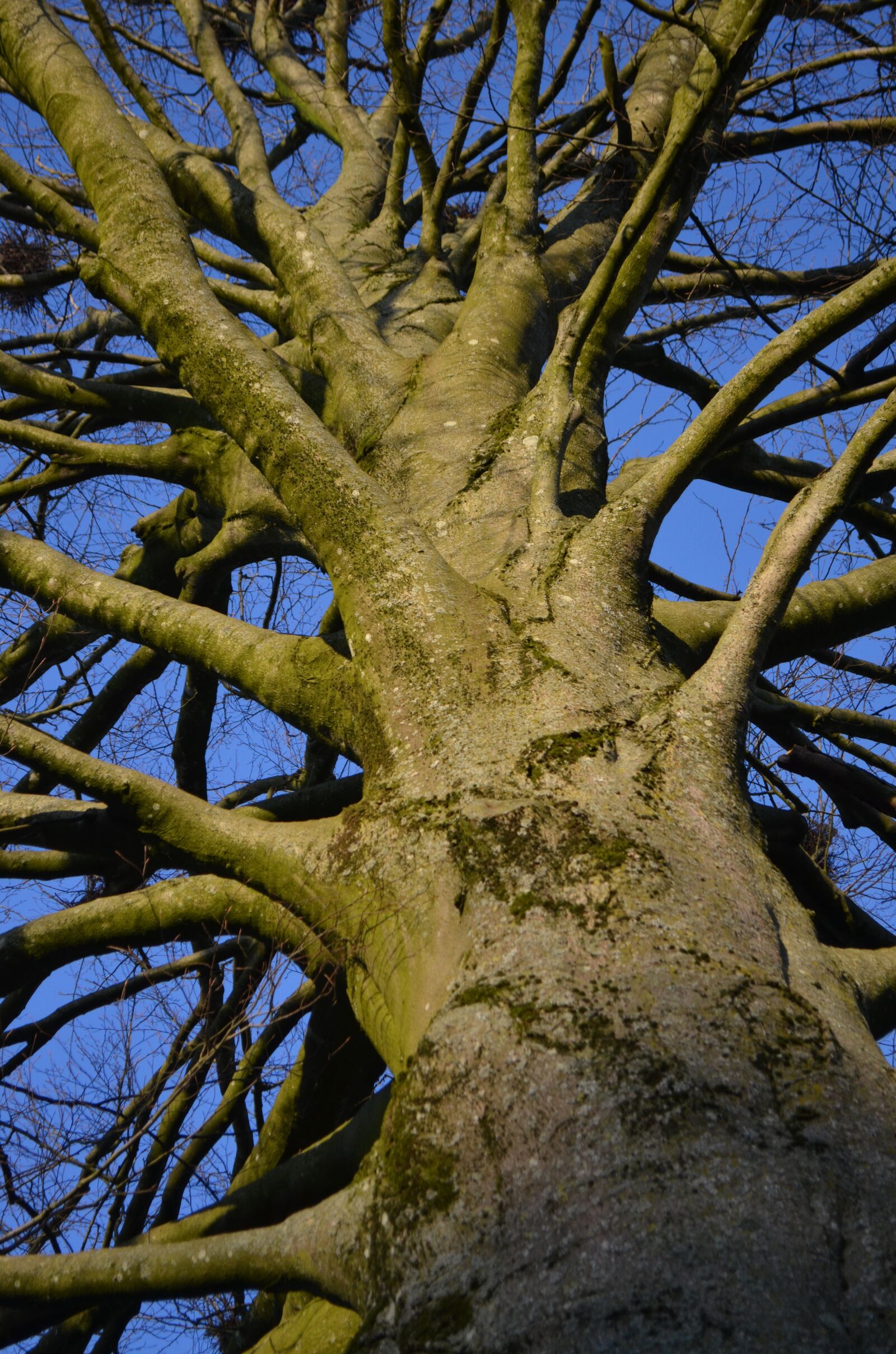 Nikon D5100 sample photo. Tree, branches, trunk photography