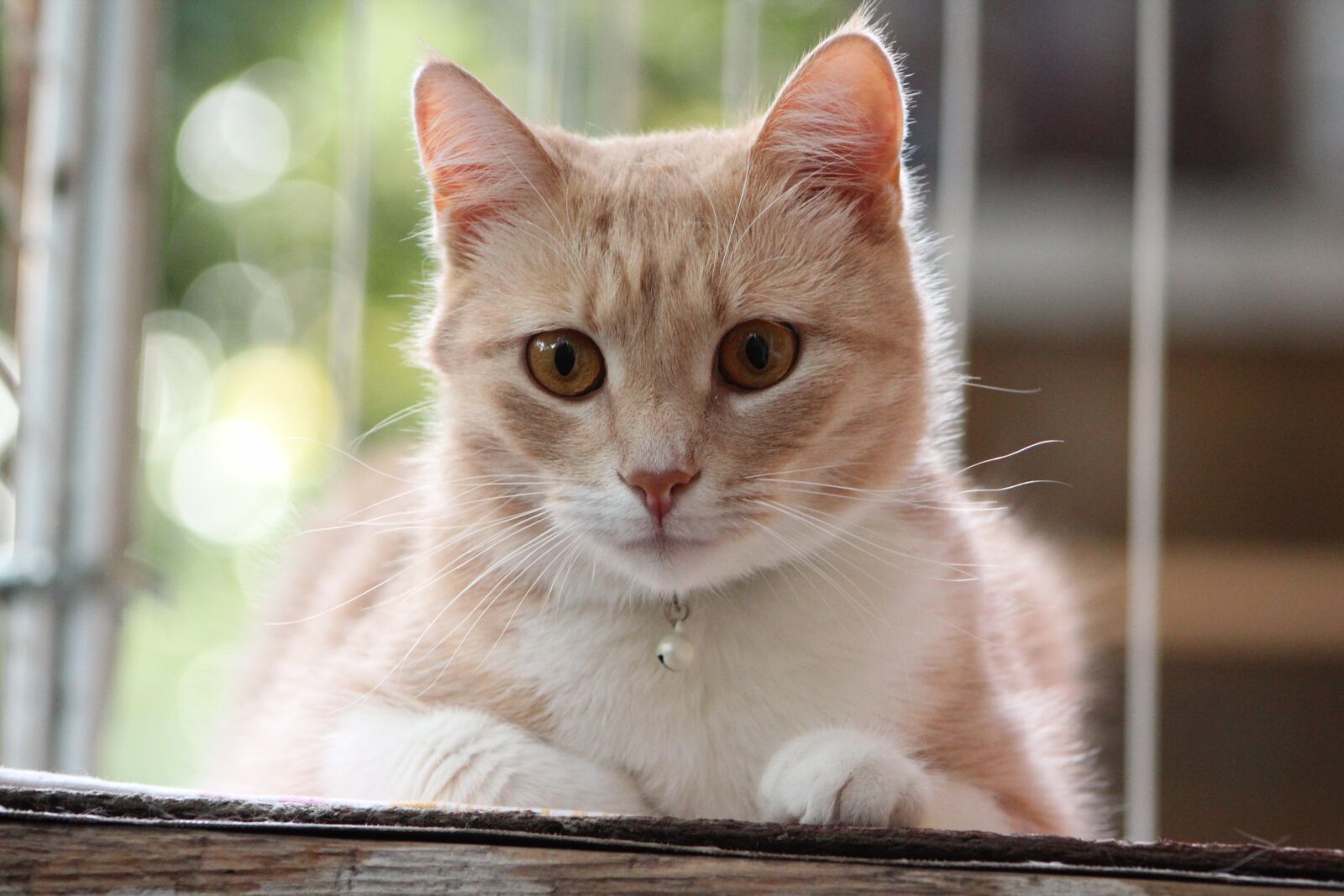 Canon EF75-300mm f/4-5.6 sample photo. Cat, cute, animals photography