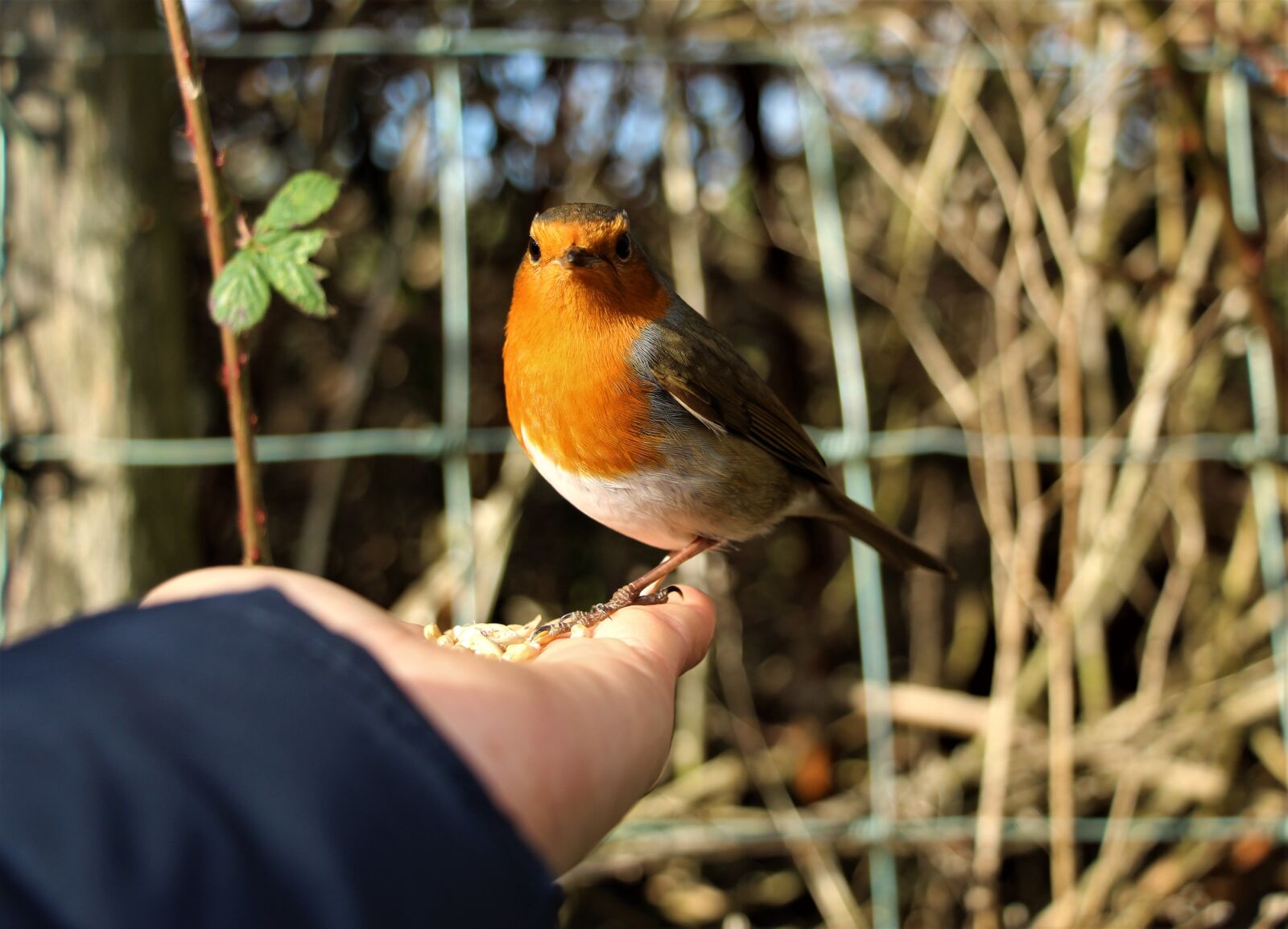 Canon EOS 4000D (EOS Rebel T100 / EOS 3000D) sample photo. Robin, nature, hand photography