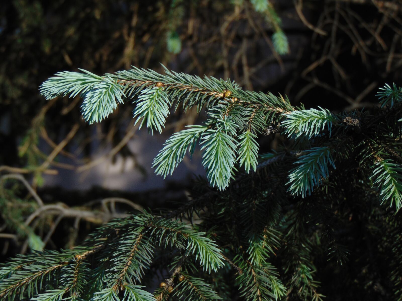 Sony Cyber-shot DSC-H300 sample photo. Spruce, blue spruce, branch photography