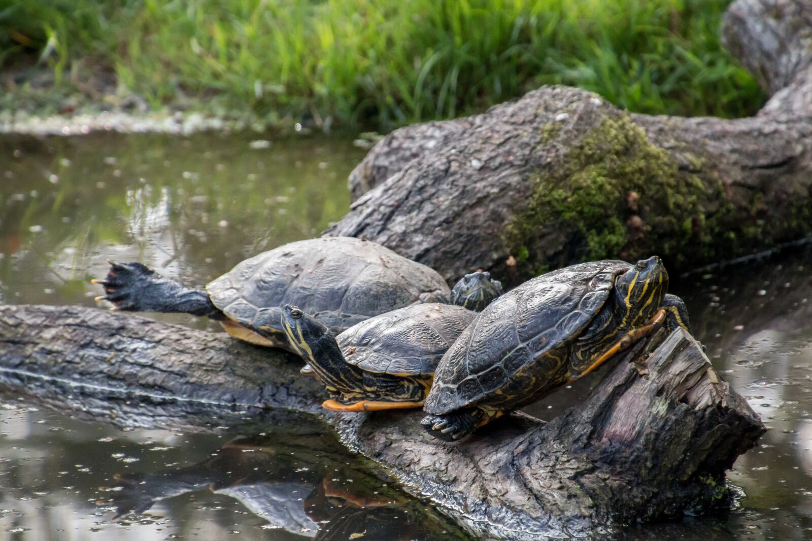 Canon EOS 70D sample photo. Turtles, log, water photography
