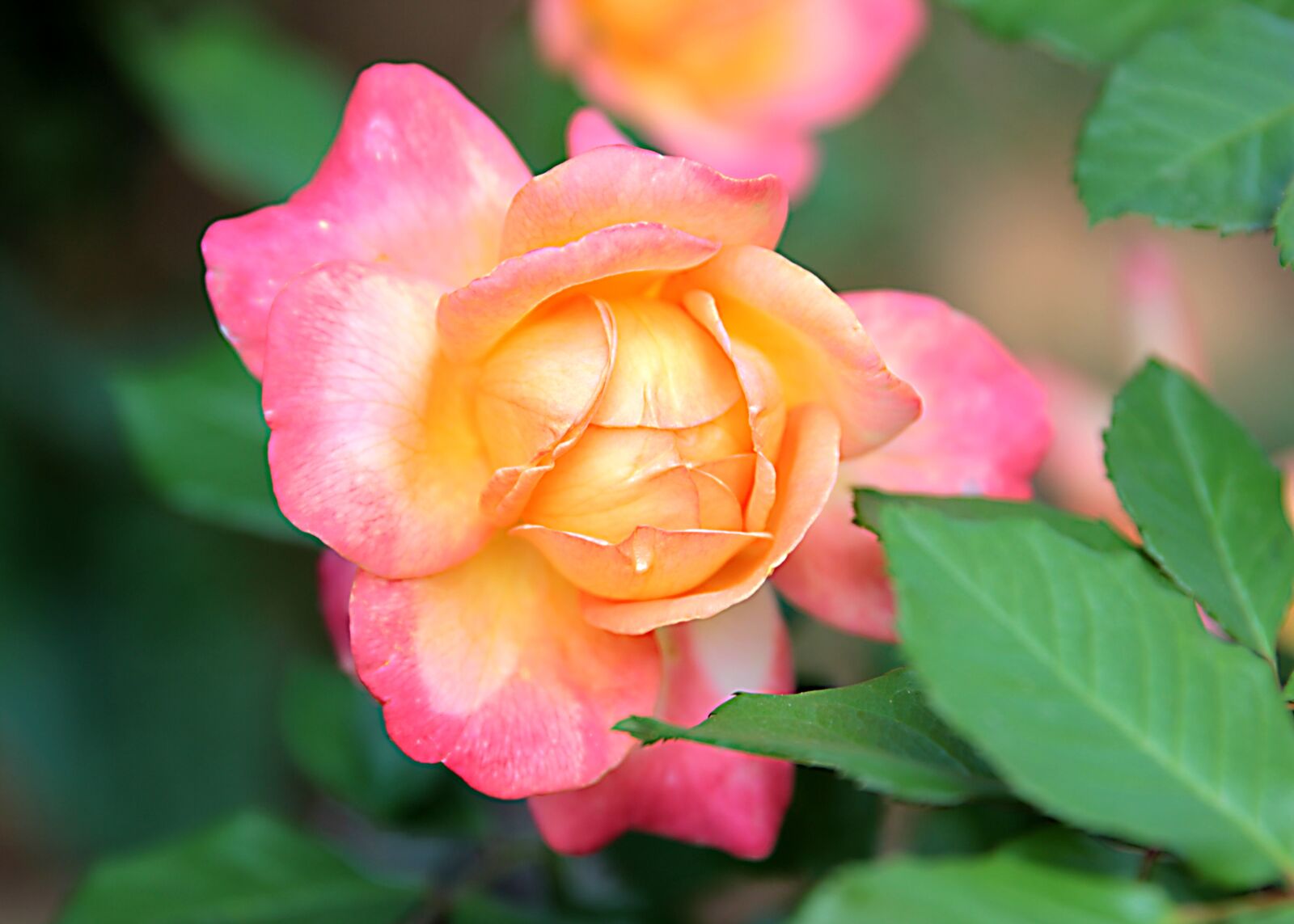 Canon EOS 550D (EOS Rebel T2i / EOS Kiss X4) + Canon EF 24-70mm F2.8L II USM sample photo. Rose, roses, flower photography