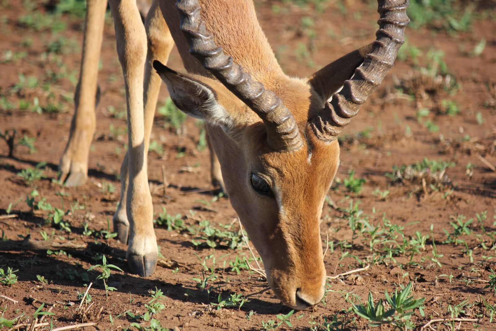 Canon EOS 550D (EOS Rebel T2i / EOS Kiss X4) sample photo. Impala, buck, antelope photography