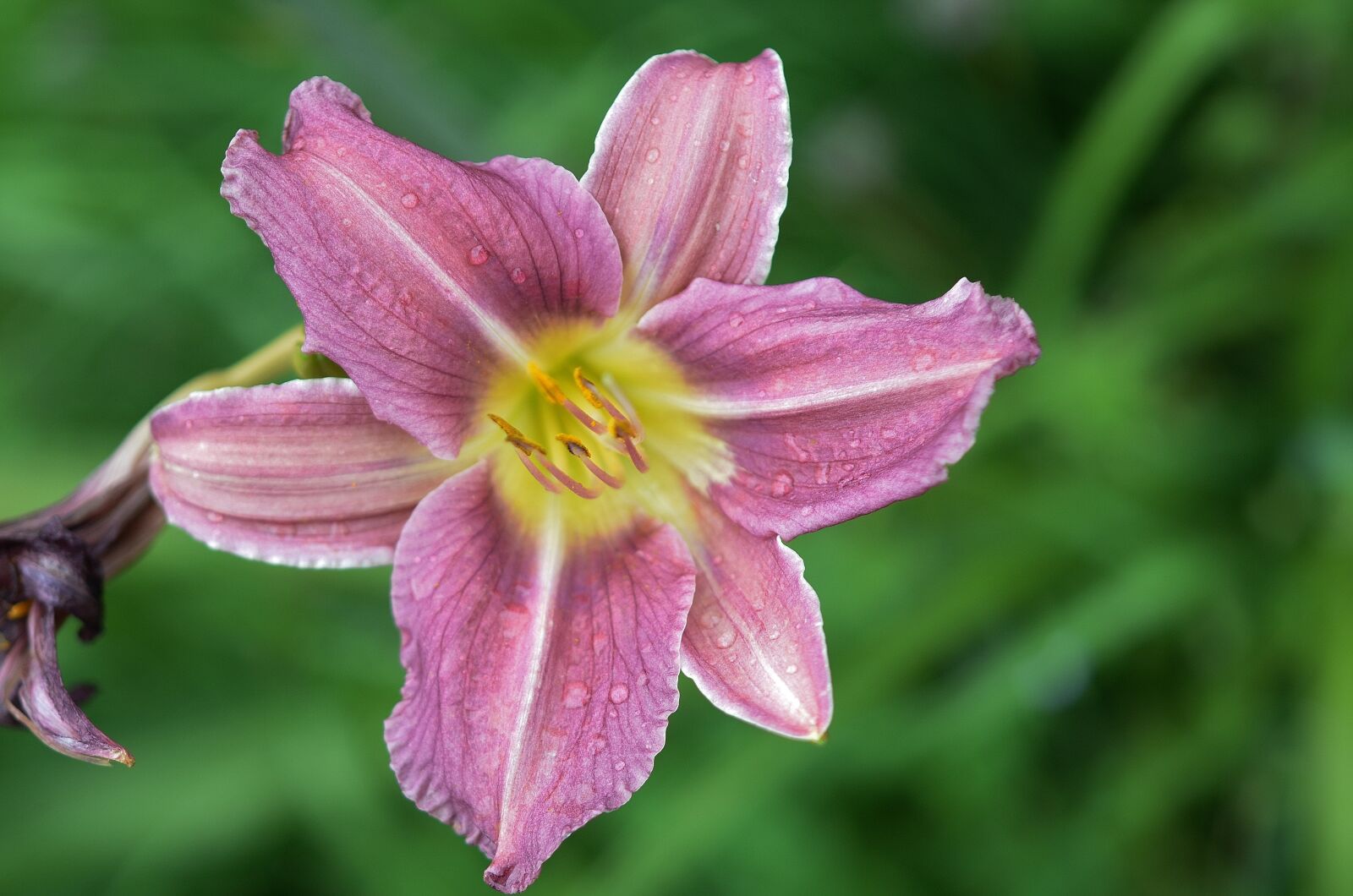 Nikon D7000 sample photo. Flower, natur, spring photography