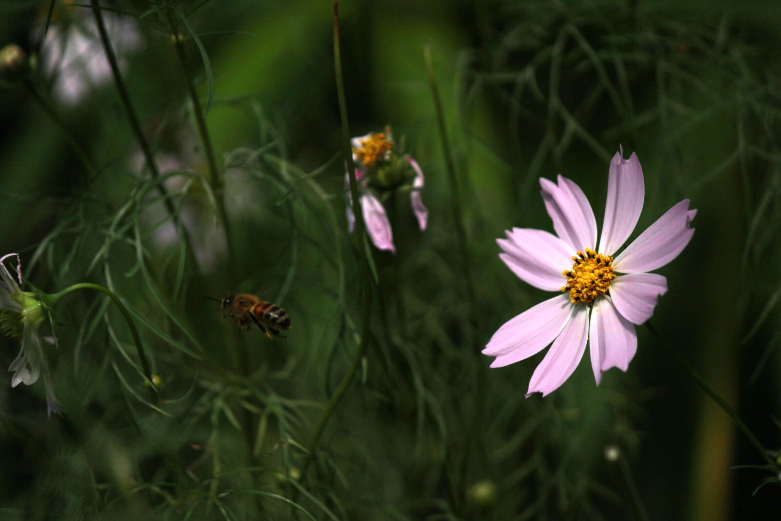 Canon EOS 100D (EOS Rebel SL1 / EOS Kiss X7) sample photo. Cosmos, bee, bug photography